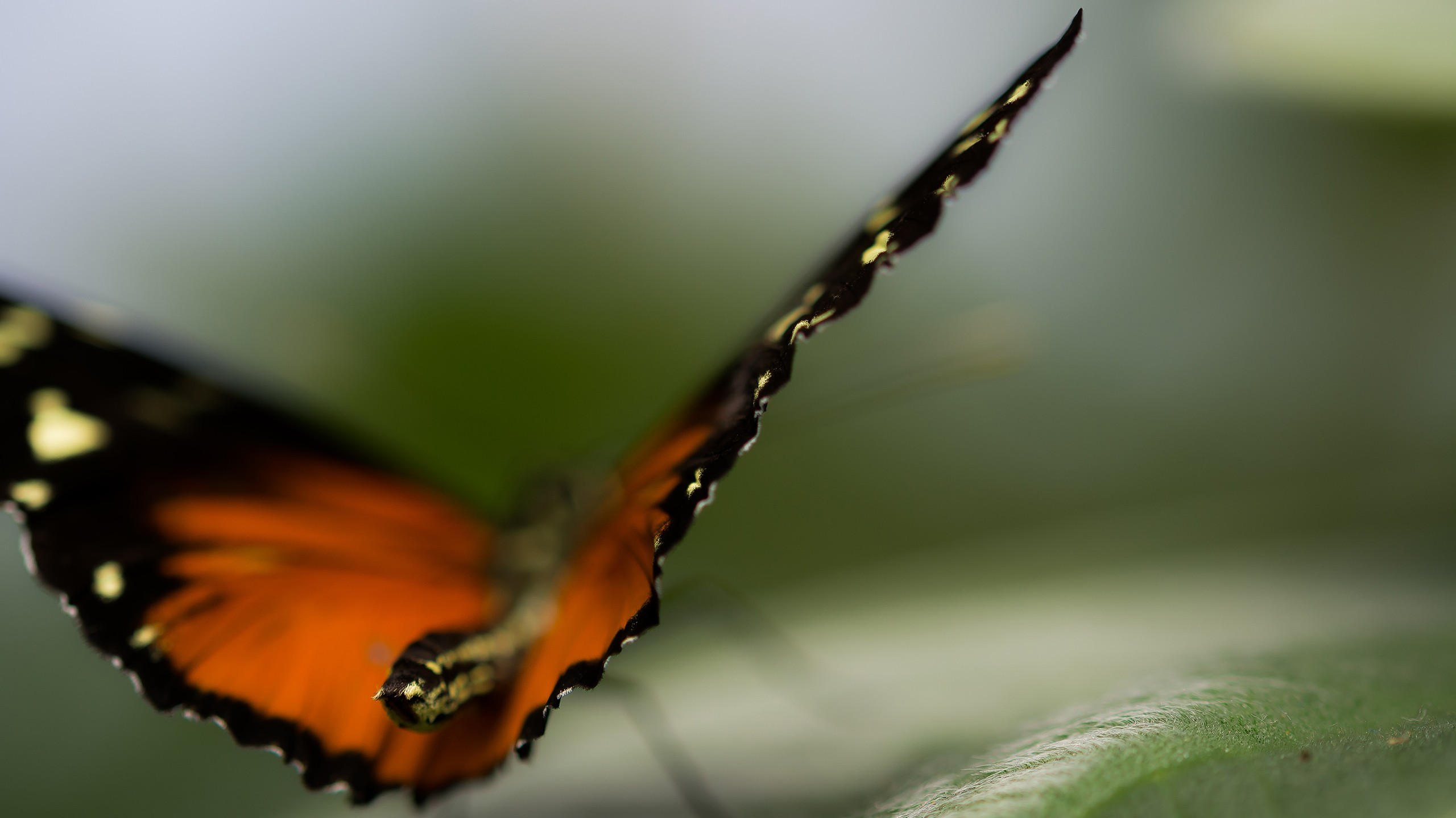 Обои природа, макро, бабочка, крылья, насекомые, размытость, nature, macro, butterfly, wings, insects, blur разрешение 2560x1440 Загрузить