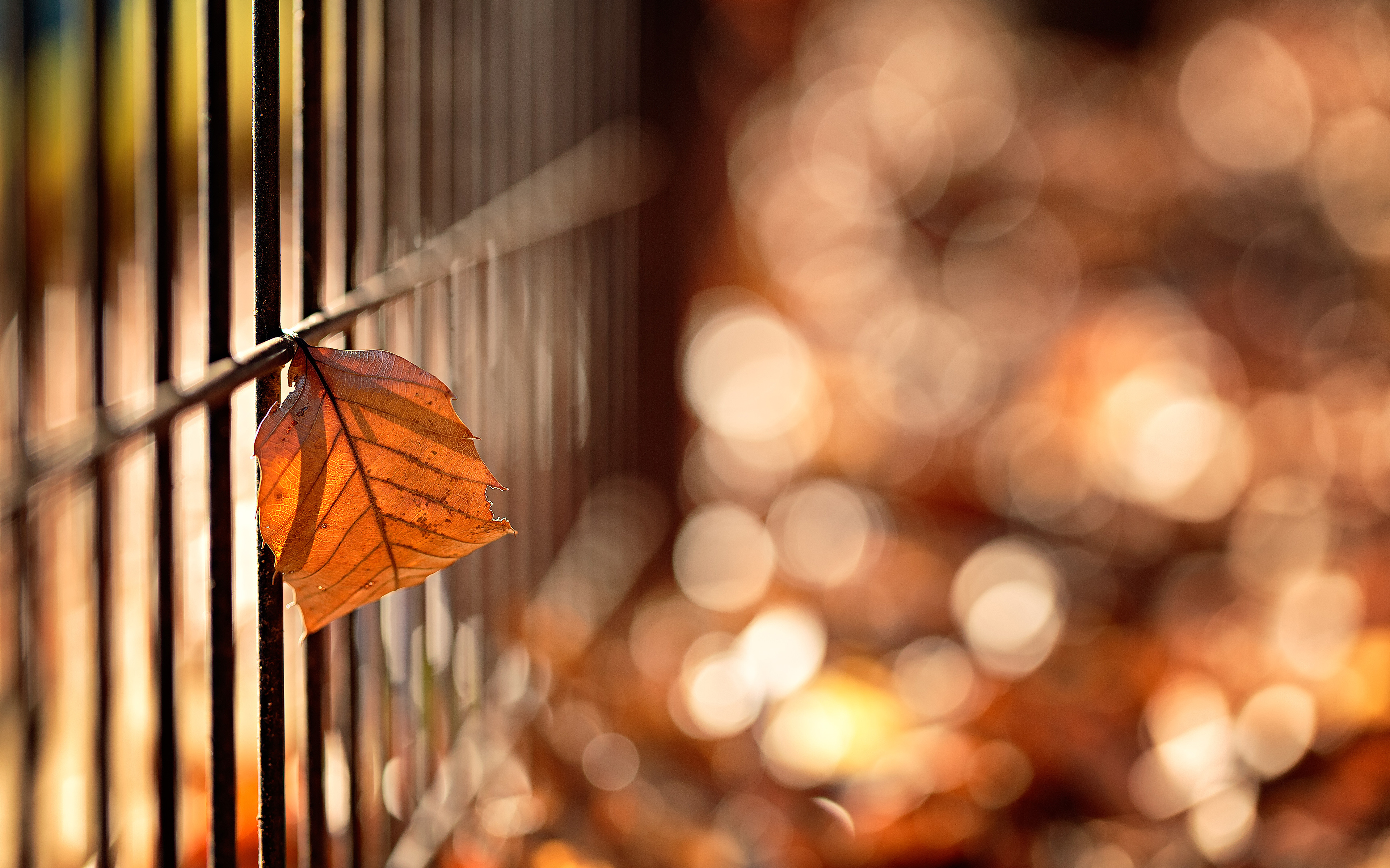 Обои макро, осень, забор, лист, боке, mirai.takahashi, macro, autumn, the fence, sheet, bokeh разрешение 3840x2400 Загрузить
