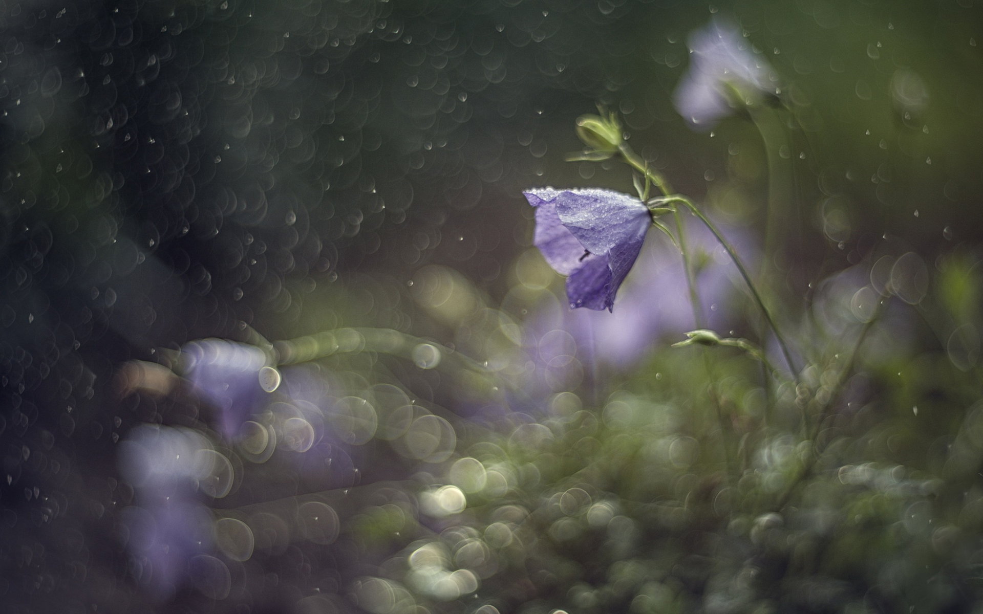 Обои цветы, колокольчики, боке, valeriya-tihonova, flowers, bells, bokeh разрешение 1920x1200 Загрузить