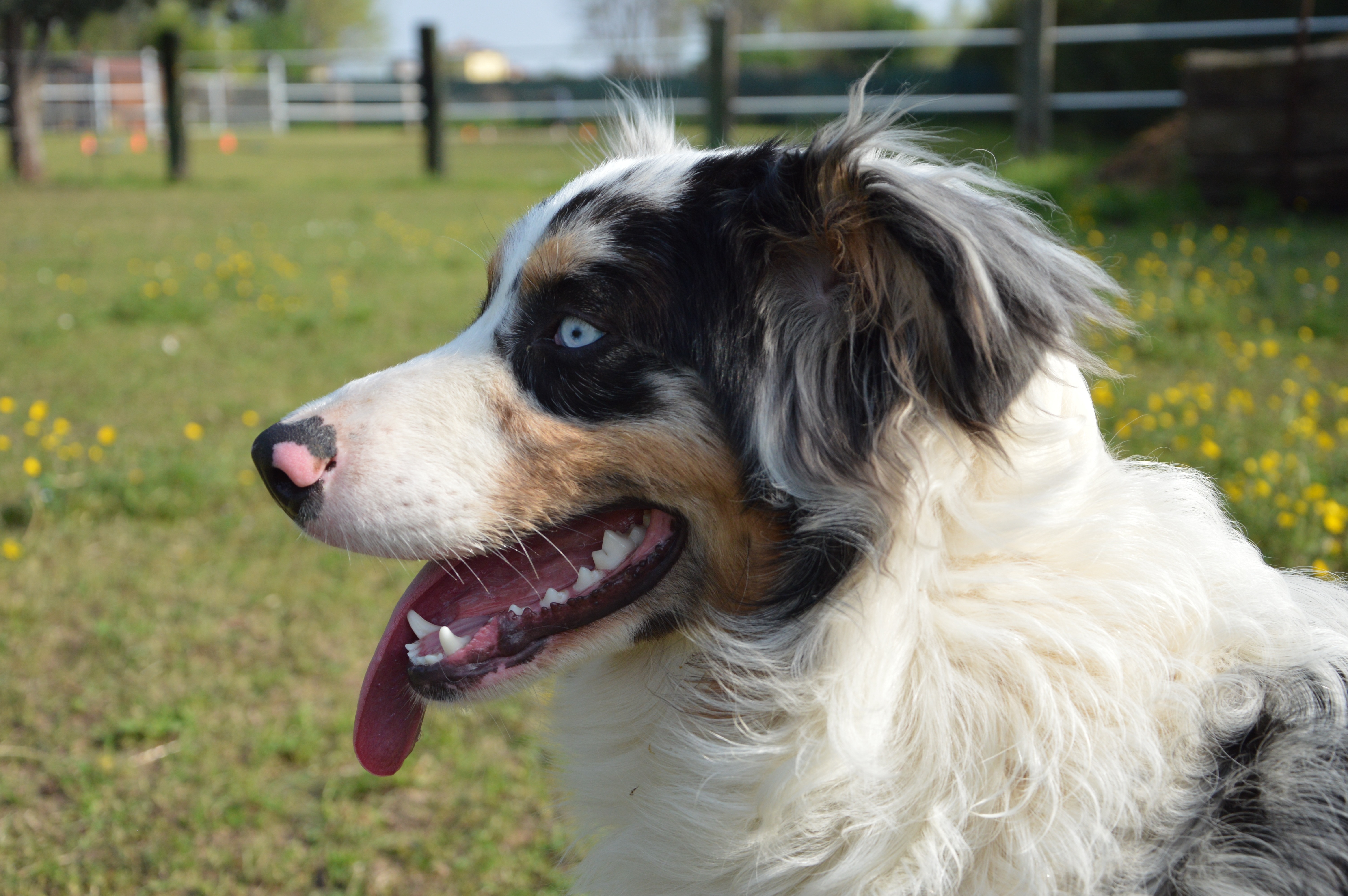 Обои собака, голубые глаза, язык, австралийская овчарка, dog, blue eyes, language, australian shepherd разрешение 6016x4000 Загрузить