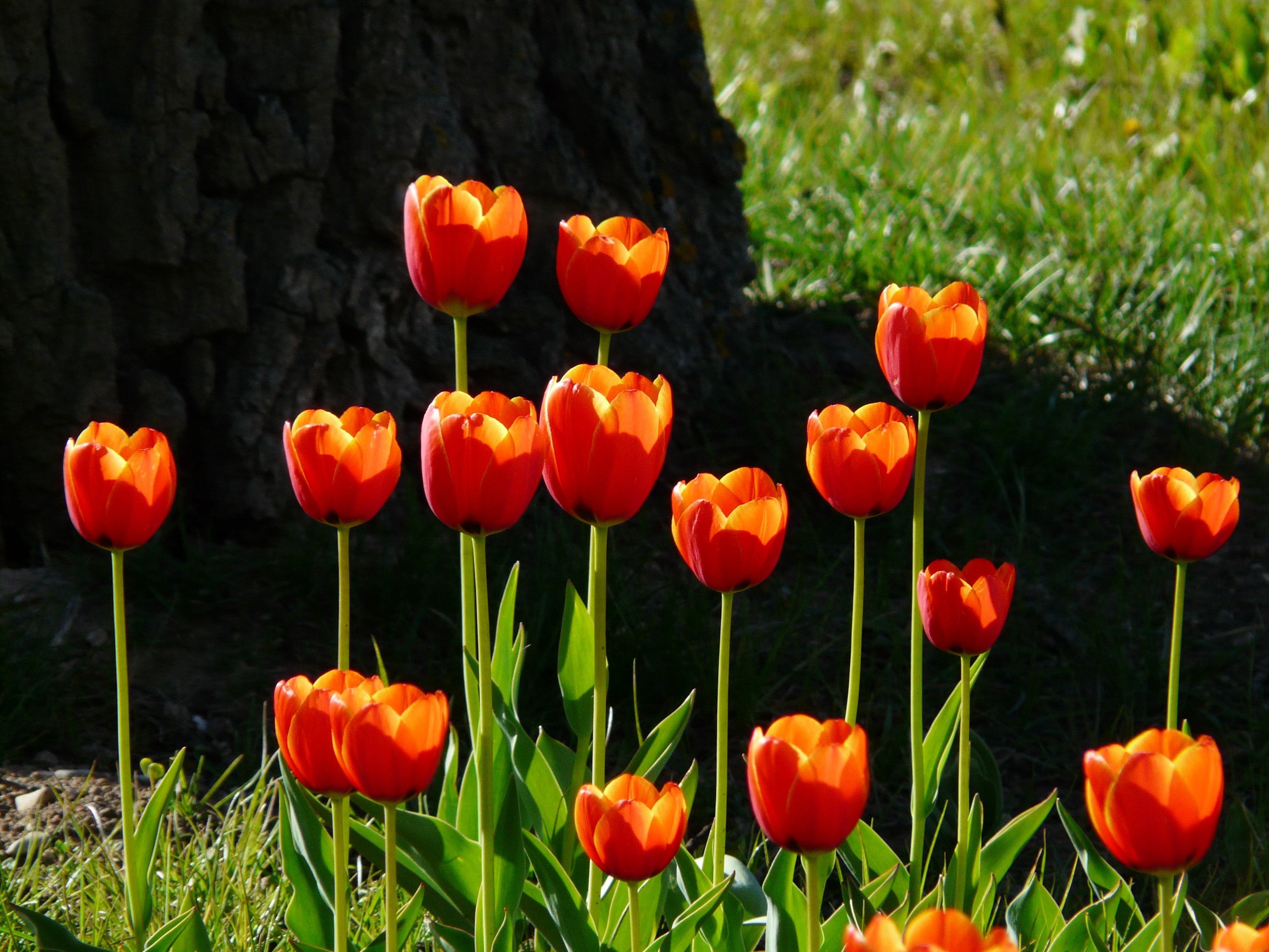 Обои цветы, трава, красные, весна, тюльпаны, flowers, grass, red, spring, tulips разрешение 3264x2448 Загрузить