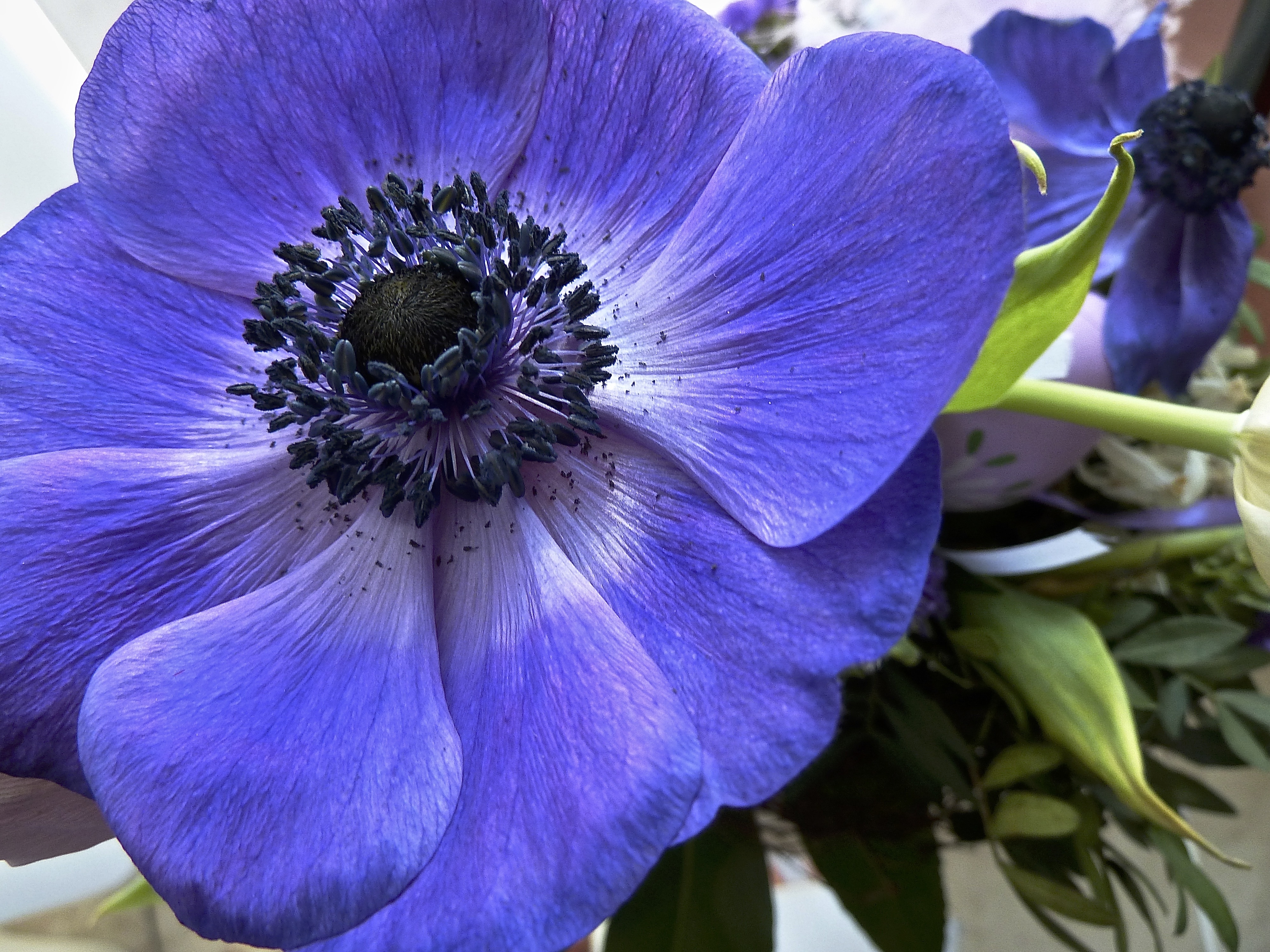 Обои цветение, макро, цветок, лепестки, анемон, flowering, macro, flower, petals, anemone разрешение 4000x3000 Загрузить