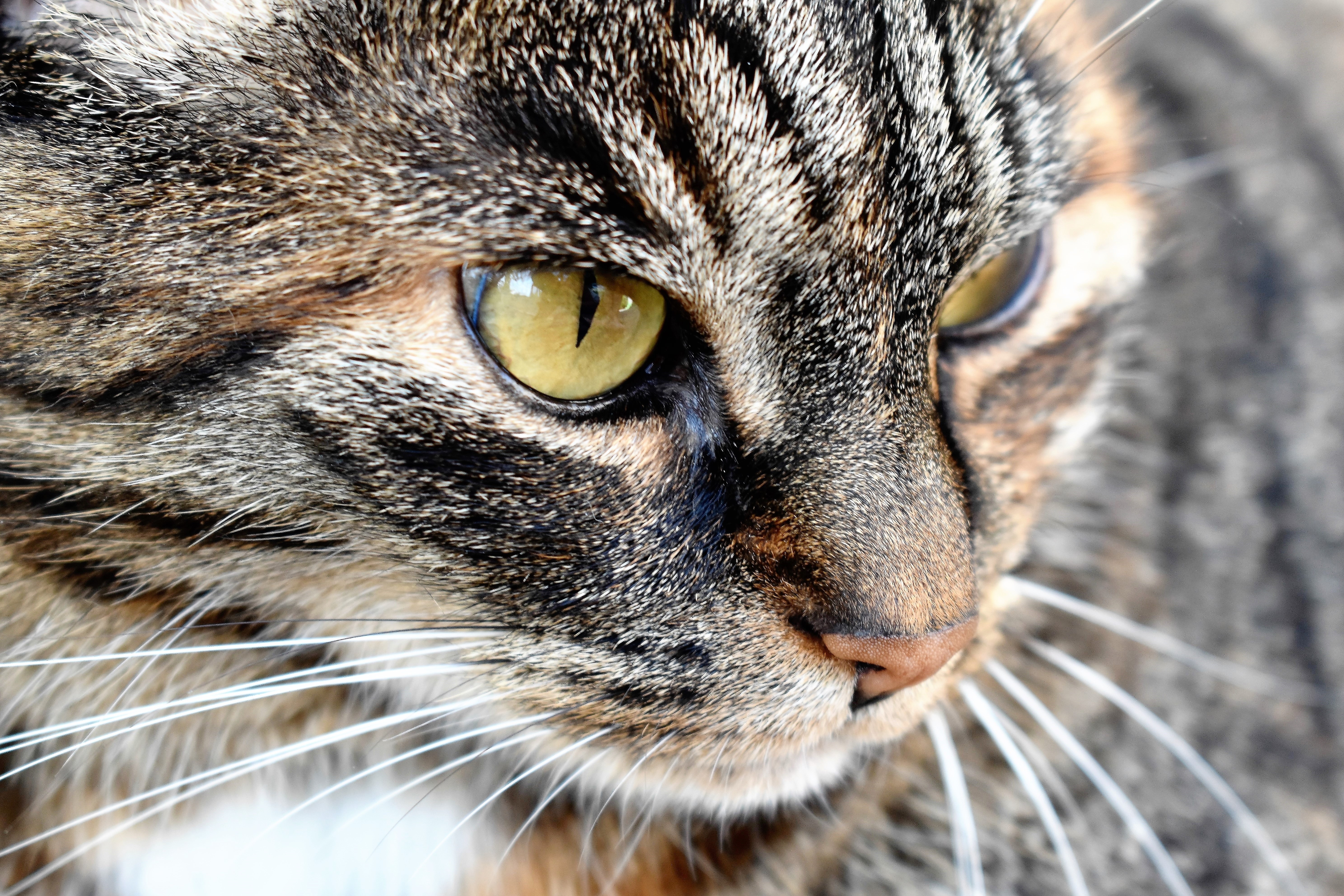 Обои глаза, кот, мордочка, усы, кошка, eyes, cat, muzzle, mustache разрешение 5951x3967 Загрузить