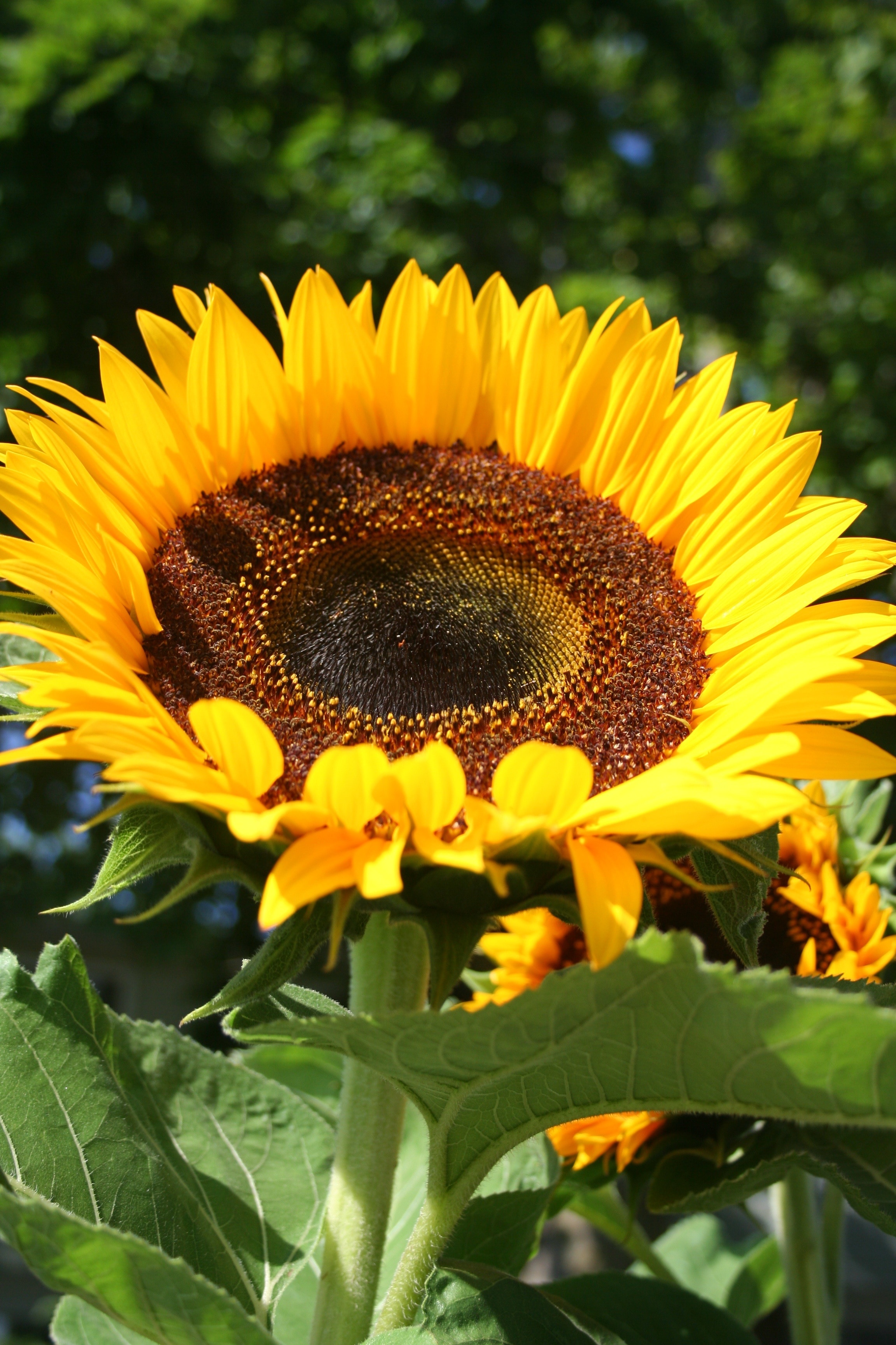 Обои желтый, цветок, лепестки, подсолнух, крупным планом, yellow, flower, petals, sunflower, closeup разрешение 2304x3456 Загрузить