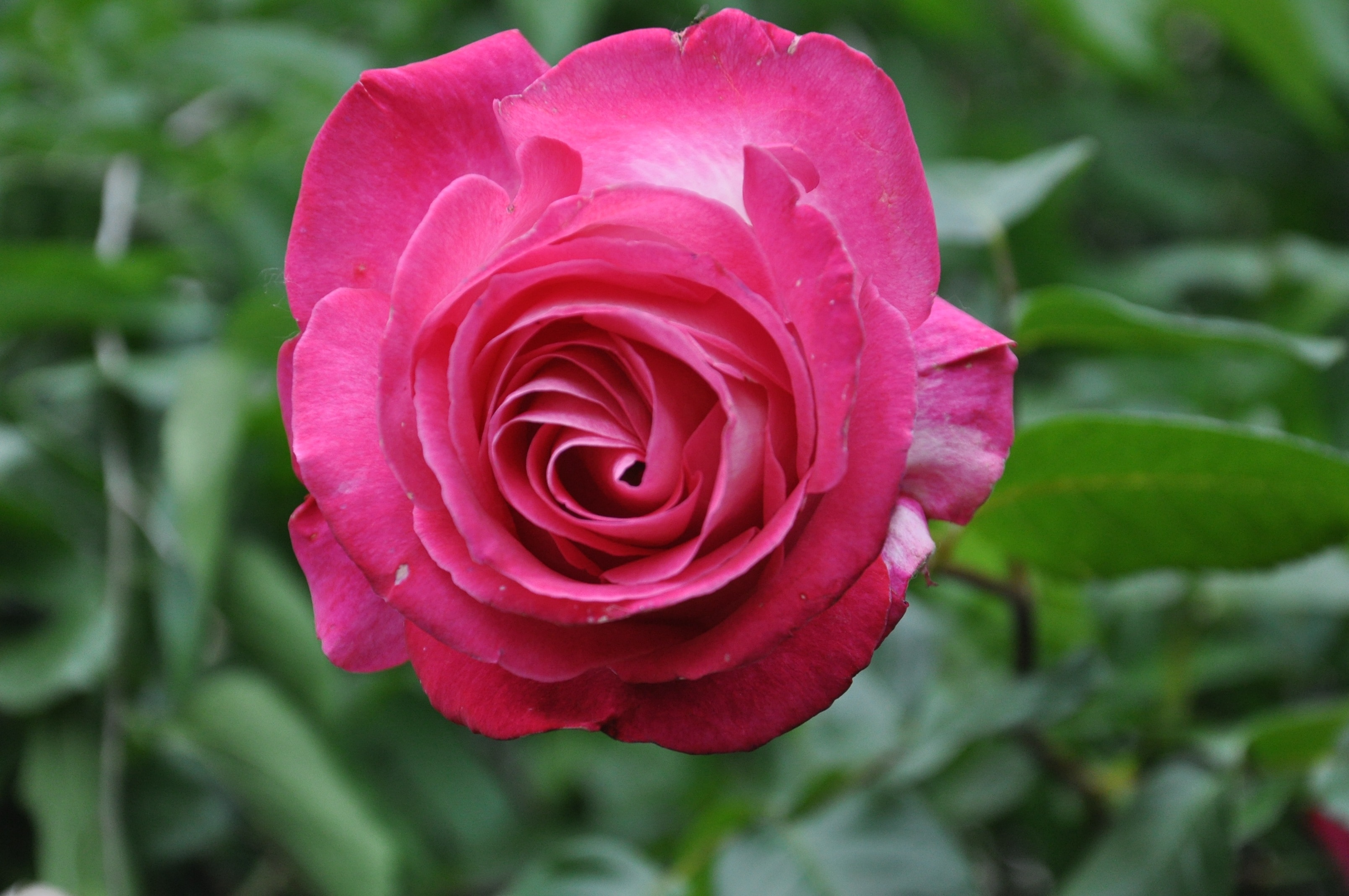 Обои цветок, роза, лепестки, сад, бутон, розовый, flower, rose, petals, garden, bud, pink разрешение 3216x2136 Загрузить