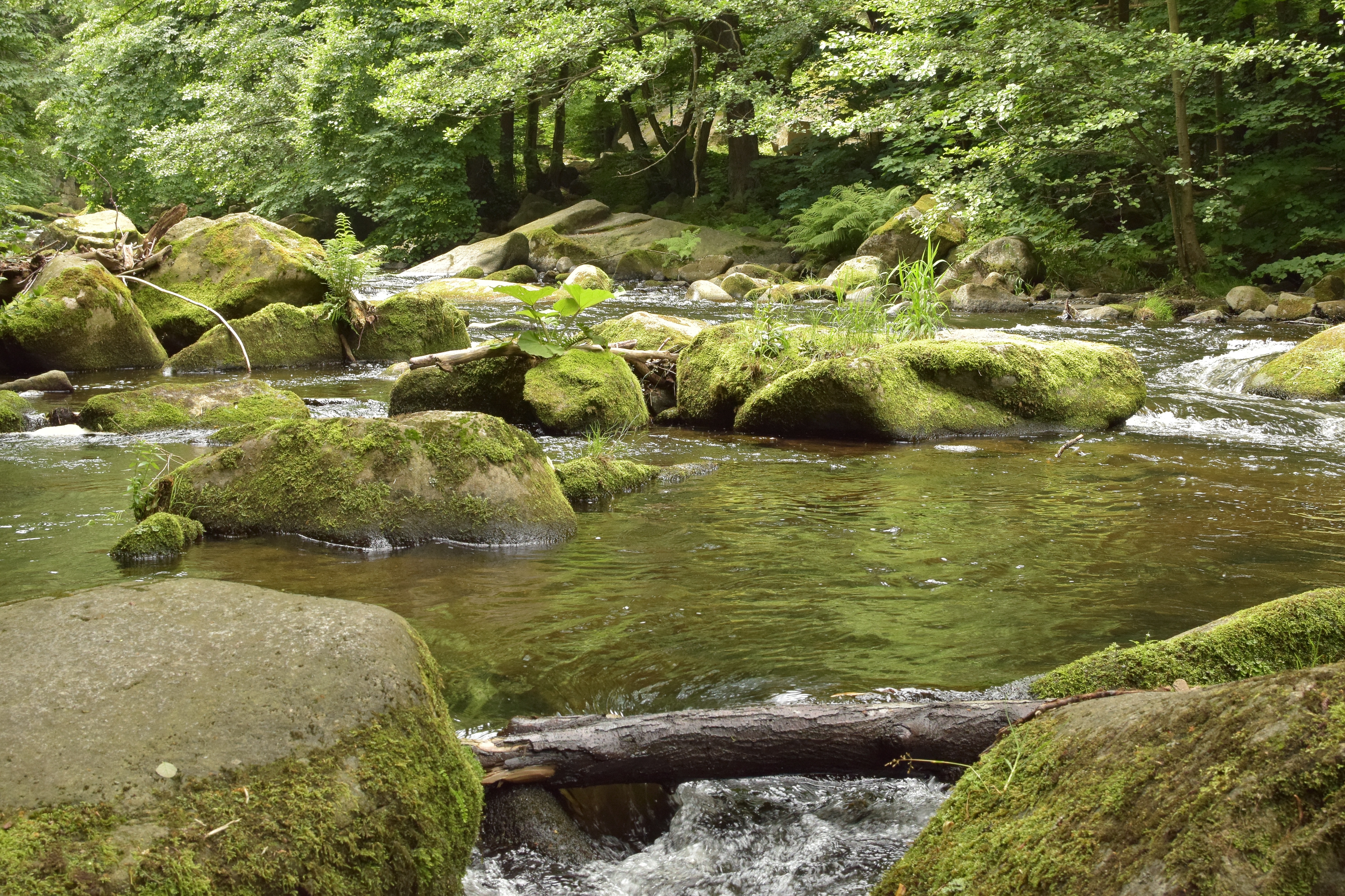 Stone river. Ручей. Горная река. Камни в реке. Ручей в лесу.