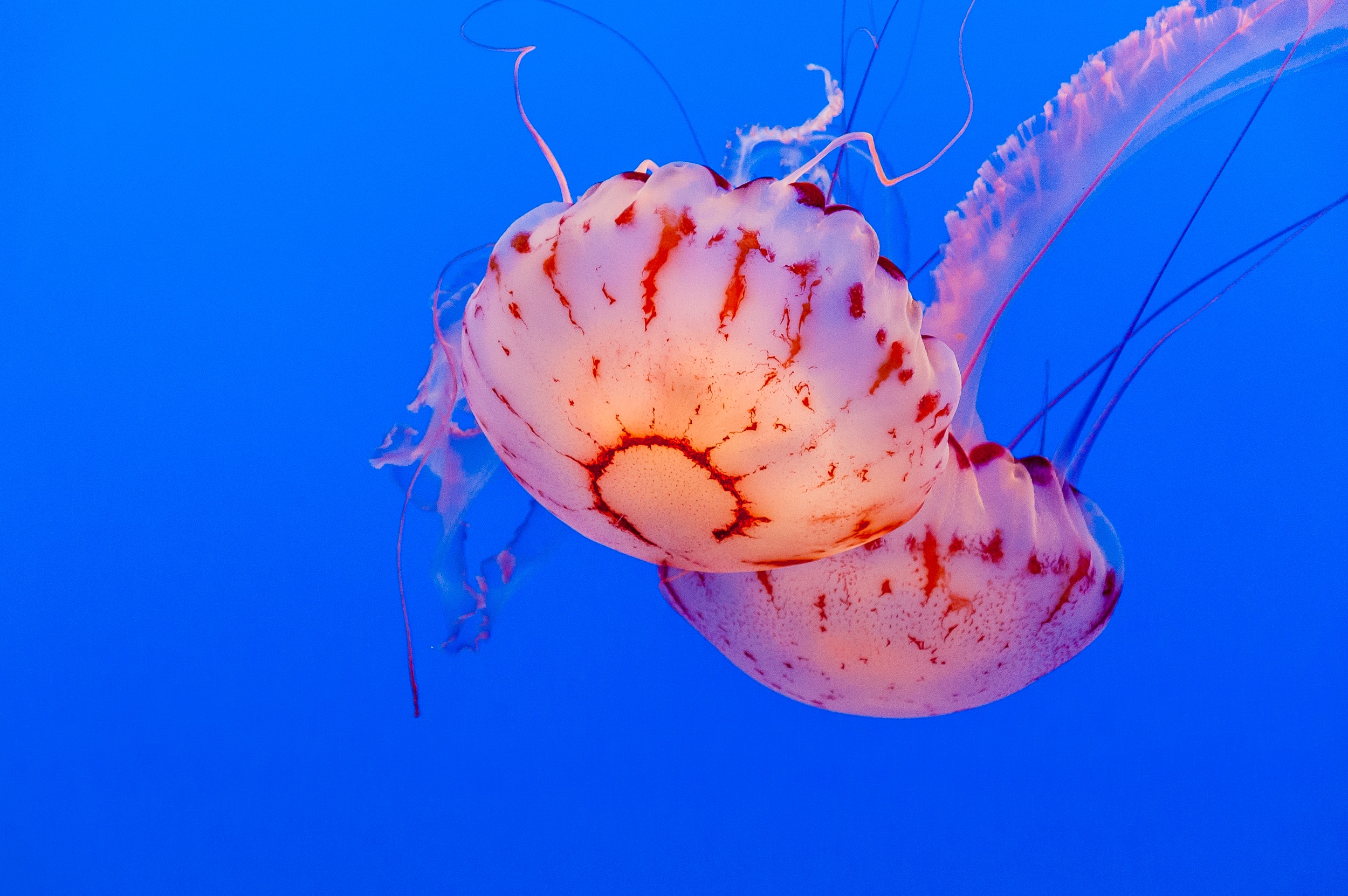 Обои море, медузы, подводный мир, sea, jellyfish, underwater world разрешение 2500x1662 Загрузить