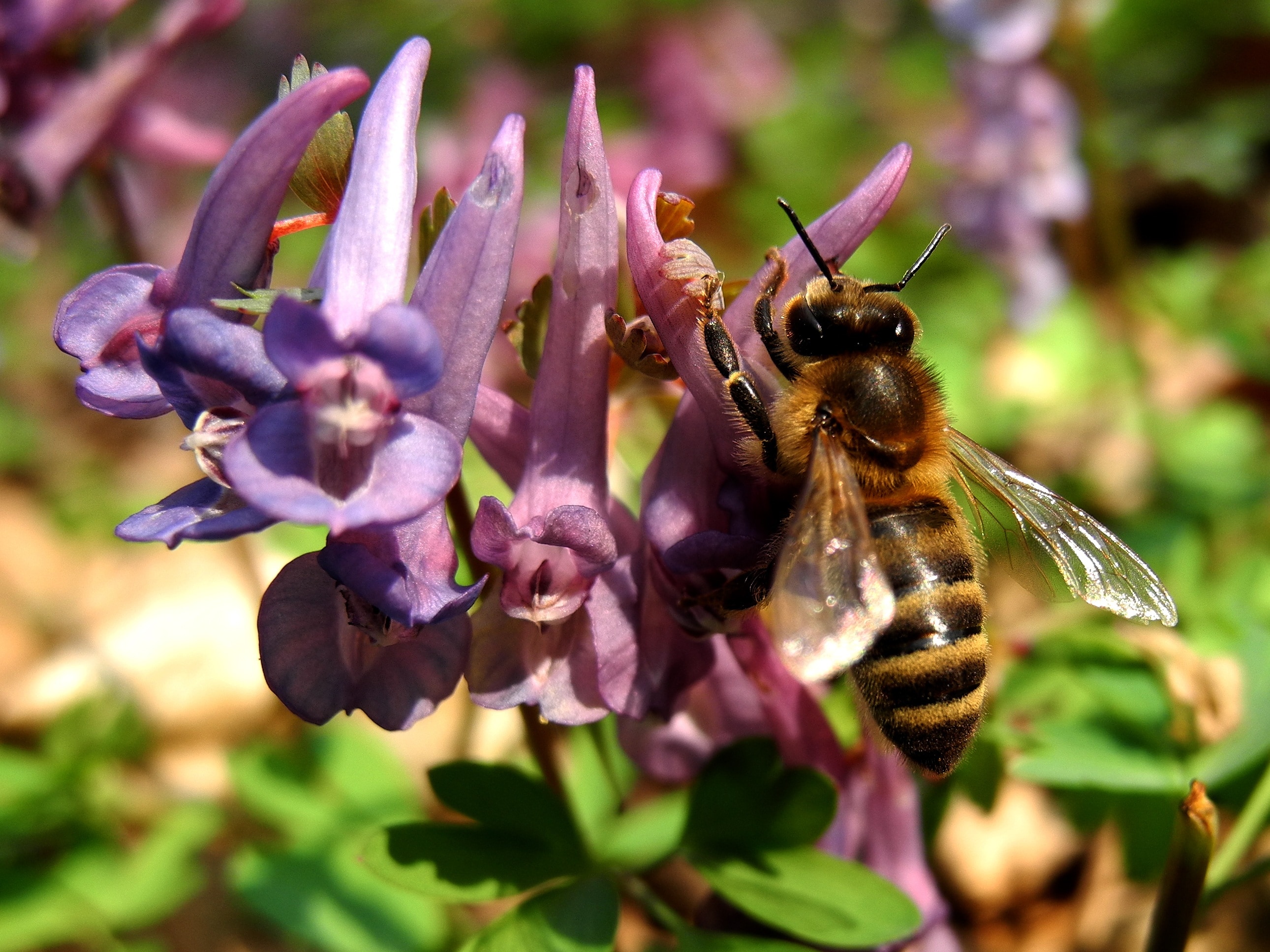 Обои природа, насекомое, цветок, растение, макросъемка, пчела, nature, insect, flower, plant, macro, bee разрешение 2581x1936 Загрузить