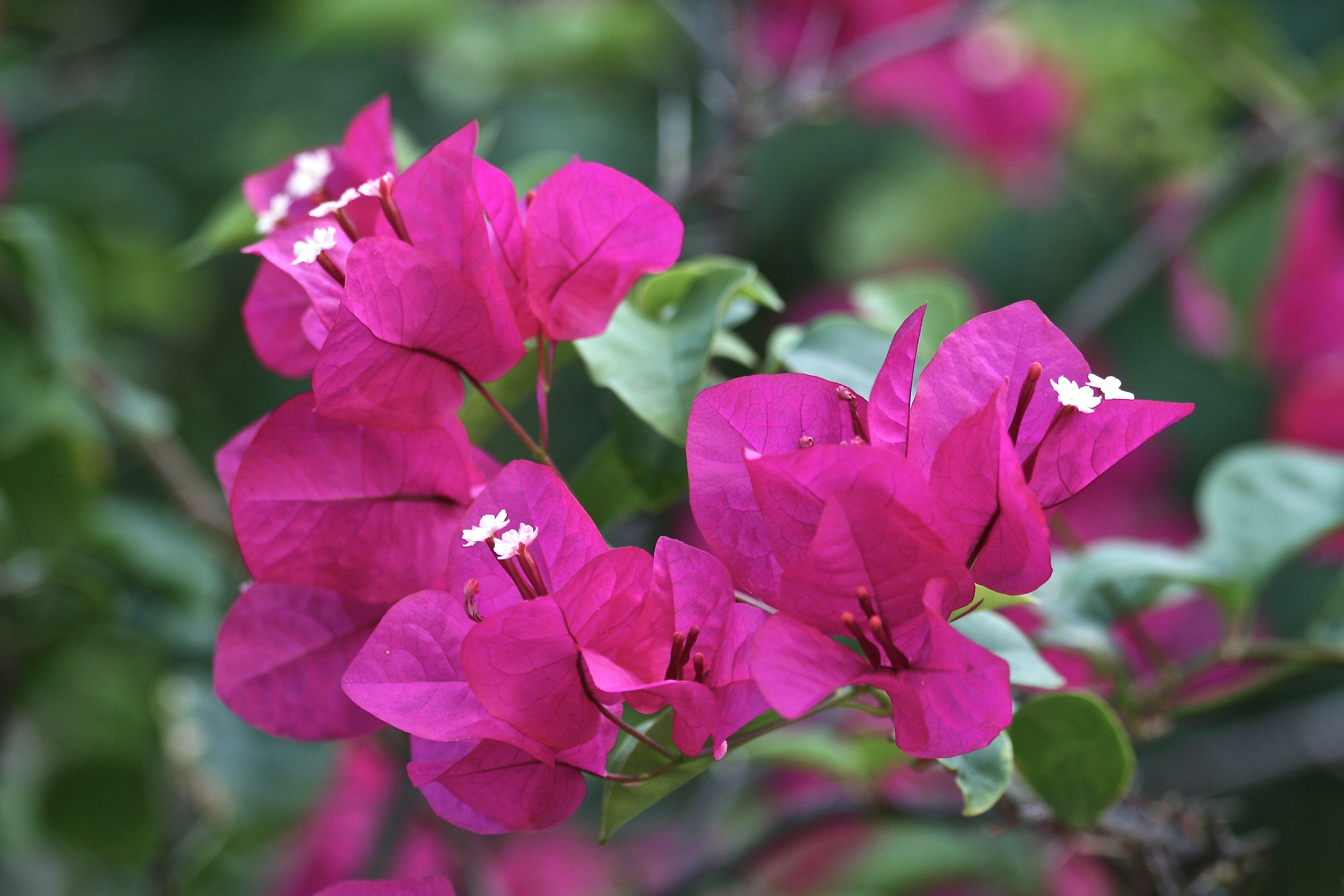 Обои цветы, листья, лепестки, бугенвиллия, flowers, leaves, petals, bougainvillea разрешение 3888x2592 Загрузить