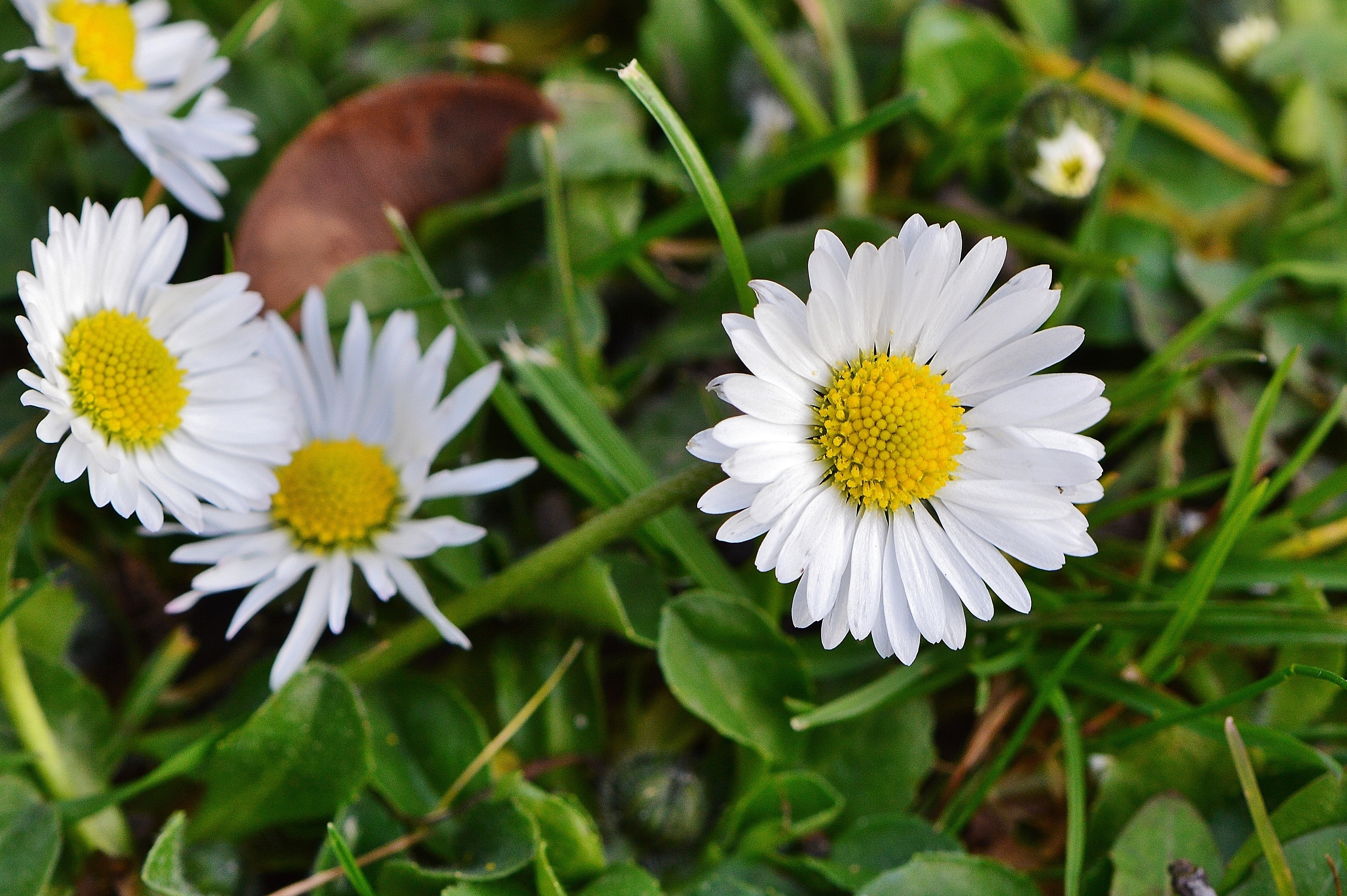 Обои цветы, трава, природа, лепестки, луг, ромашки, полевые цветы, flowers, grass, nature, petals, meadow, chamomile, wildflowers разрешение 4008x2666 Загрузить