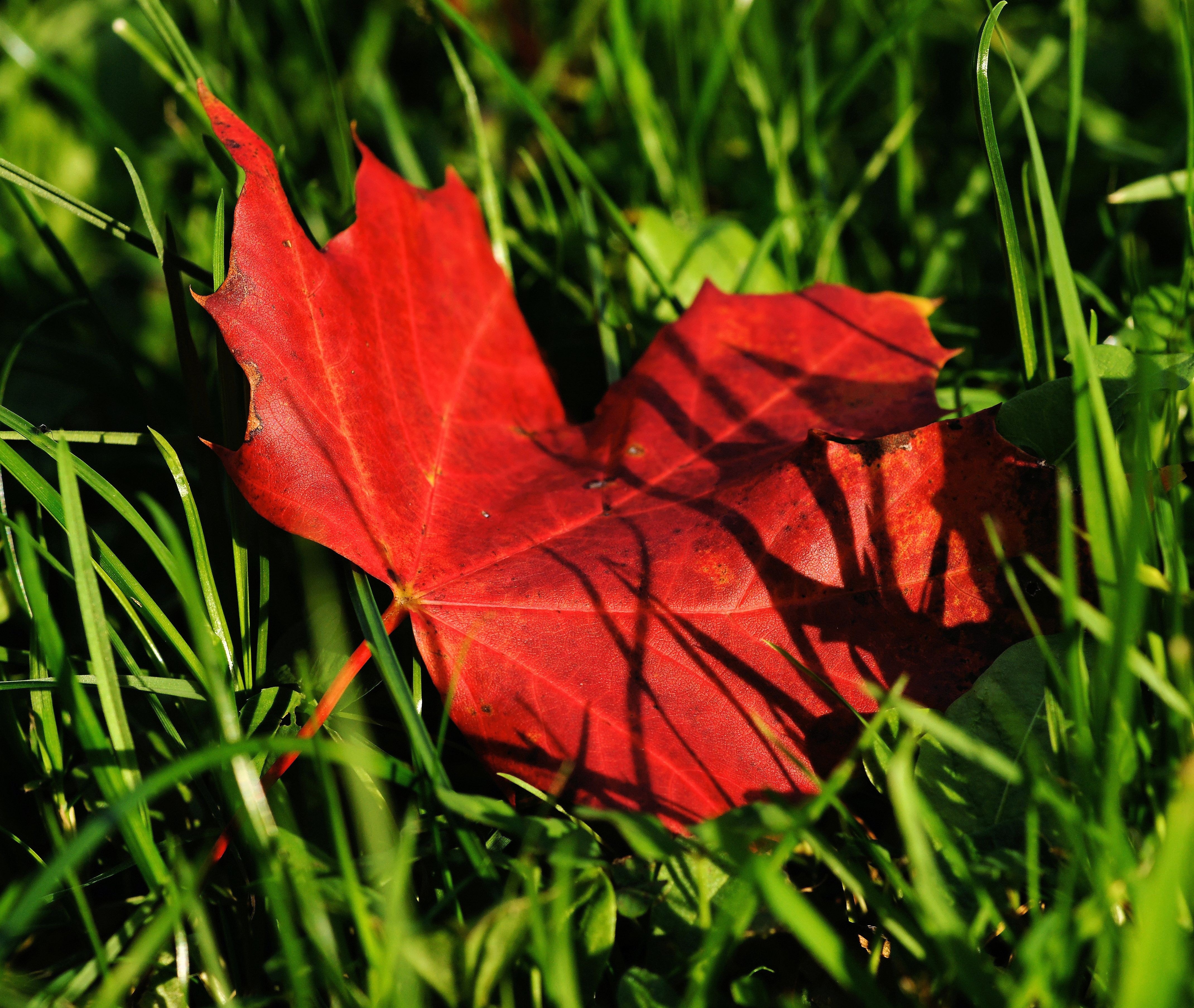 Обои трава, природа, осень, лист, клен, кленовый лист, grass, nature, autumn, sheet, maple, maple leaf разрешение 4280x3613 Загрузить