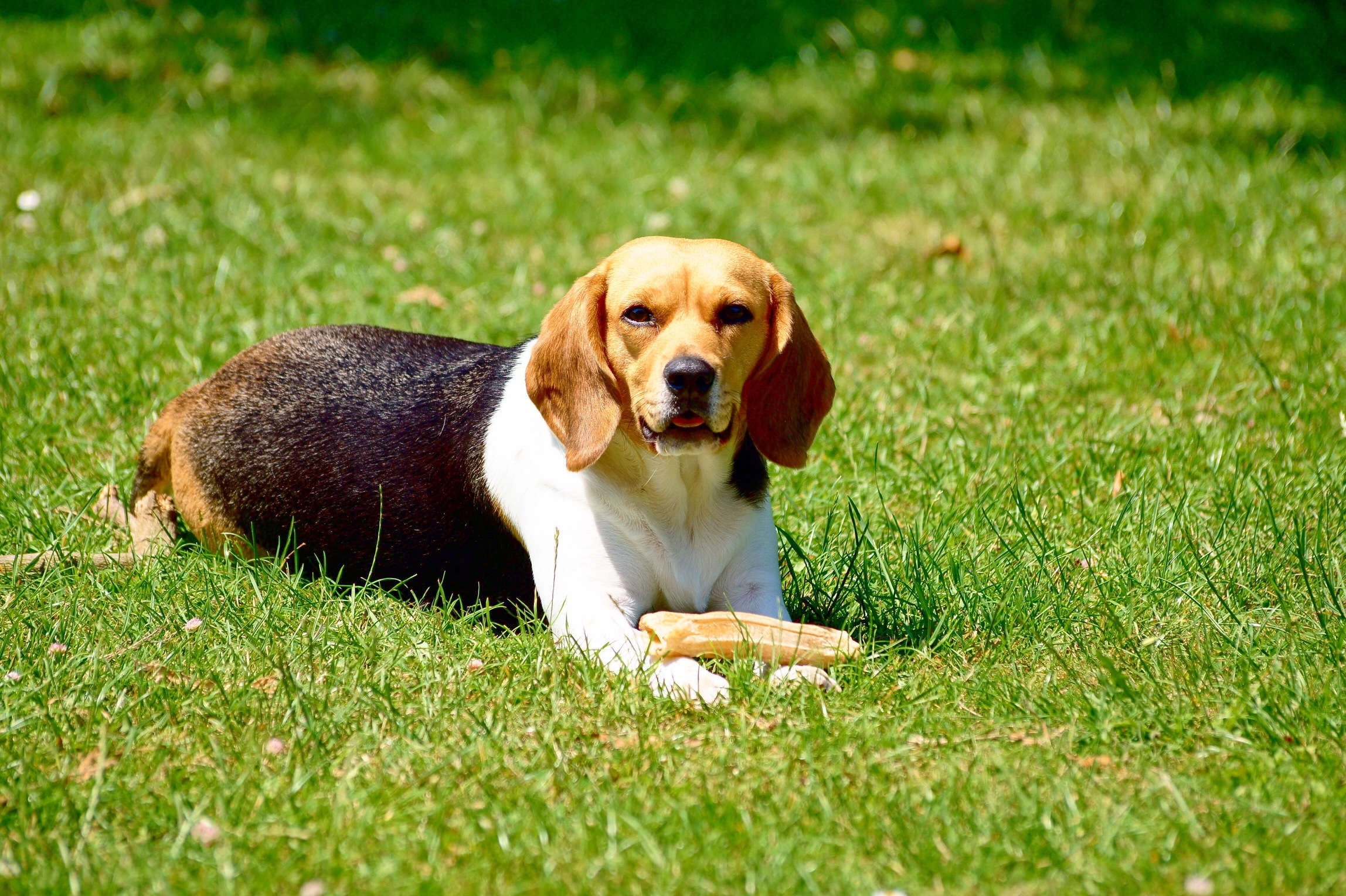 Обои трава, собака, игра, животное, бигль, grass, dog, the game, animal, beagle разрешение 2296x1528 Загрузить