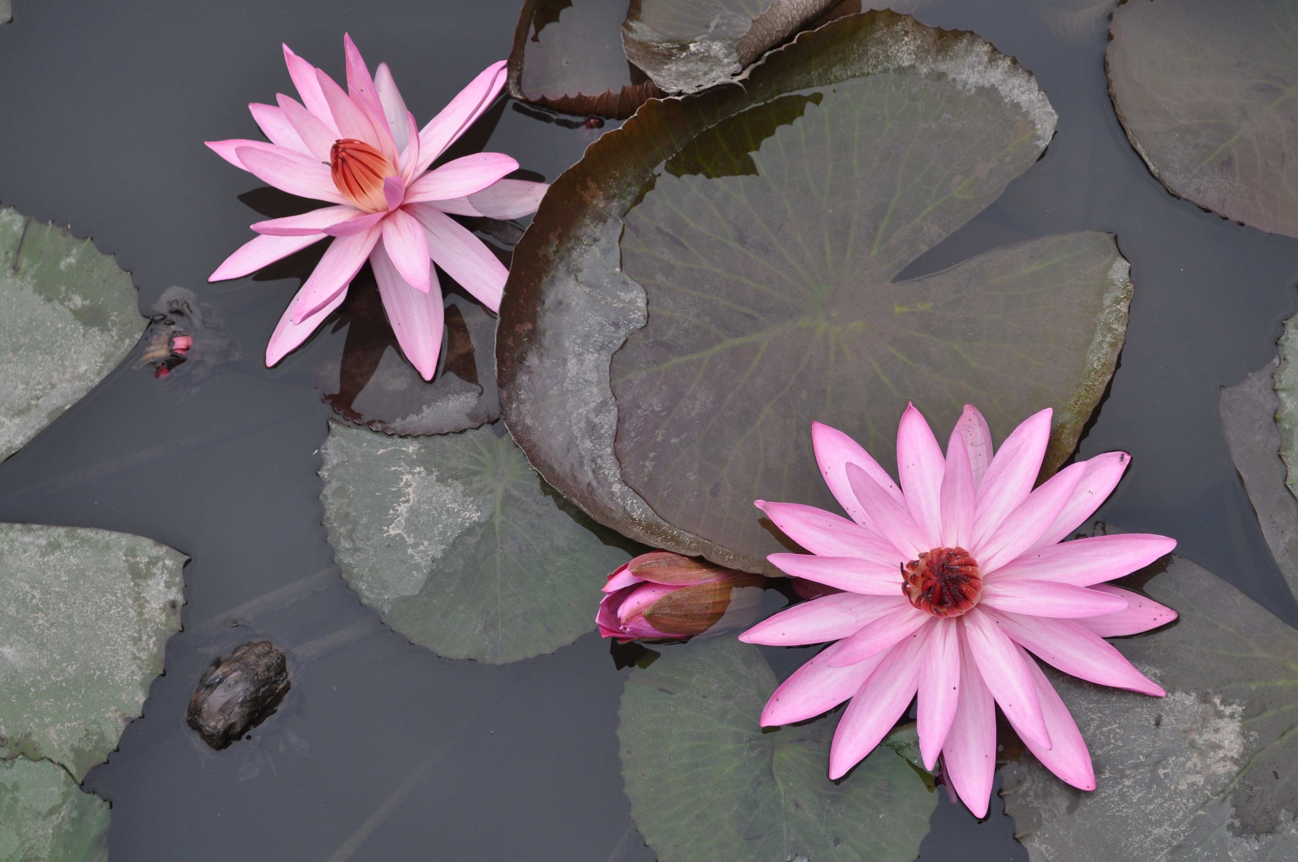 Обои цветение, отражение, цветок, пруд, вьетнам, водяная лилия, flowering, reflection, flower, pond, vietnam, water lily разрешение 4288x2848 Загрузить