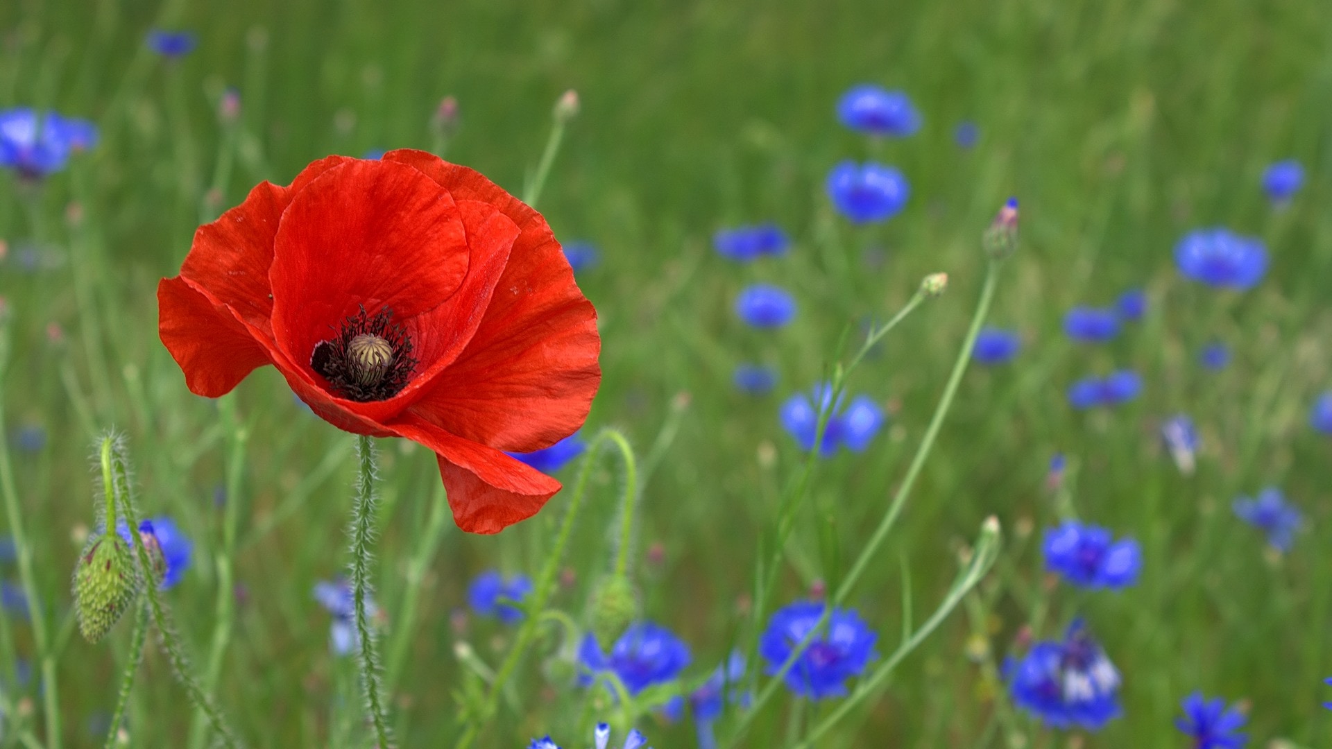 Обои цветы, природа, цветение, поле, мак, васильки, flowers, nature, flowering, field, mac, cornflowers разрешение 1920x1080 Загрузить