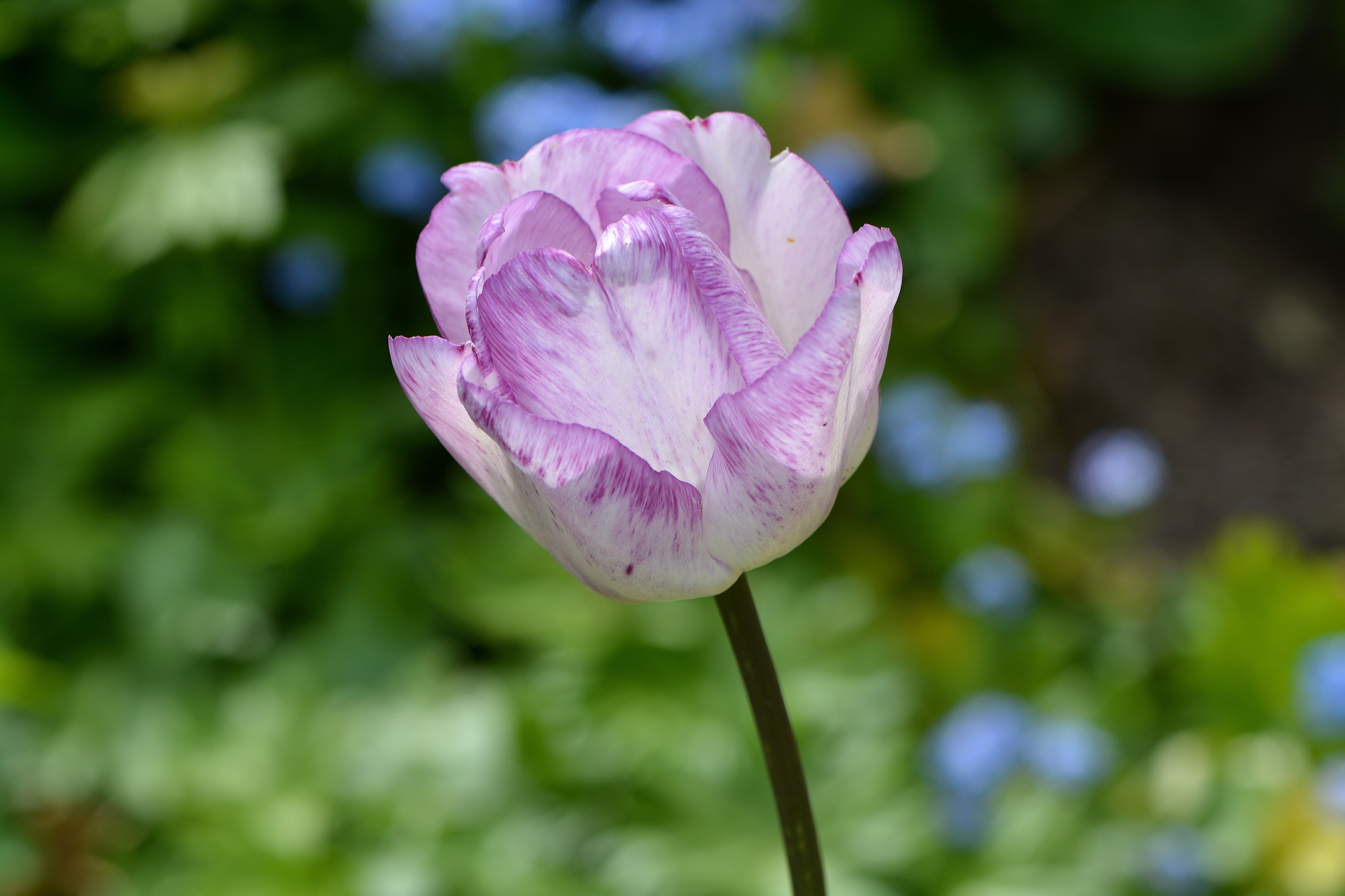 Обои природа, цветение, цветок, сад, тюльпан, фиолетовый-белый, nature, flowering, flower, garden, tulip, purple-white разрешение 6000x4000 Загрузить