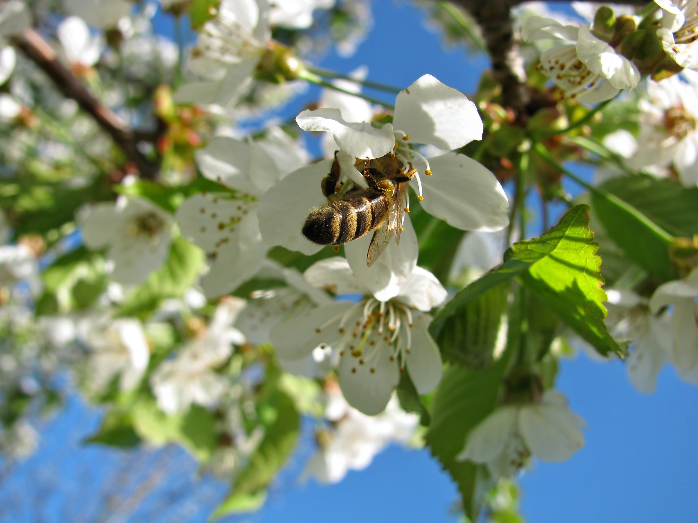 Пчела на цветущей вишне