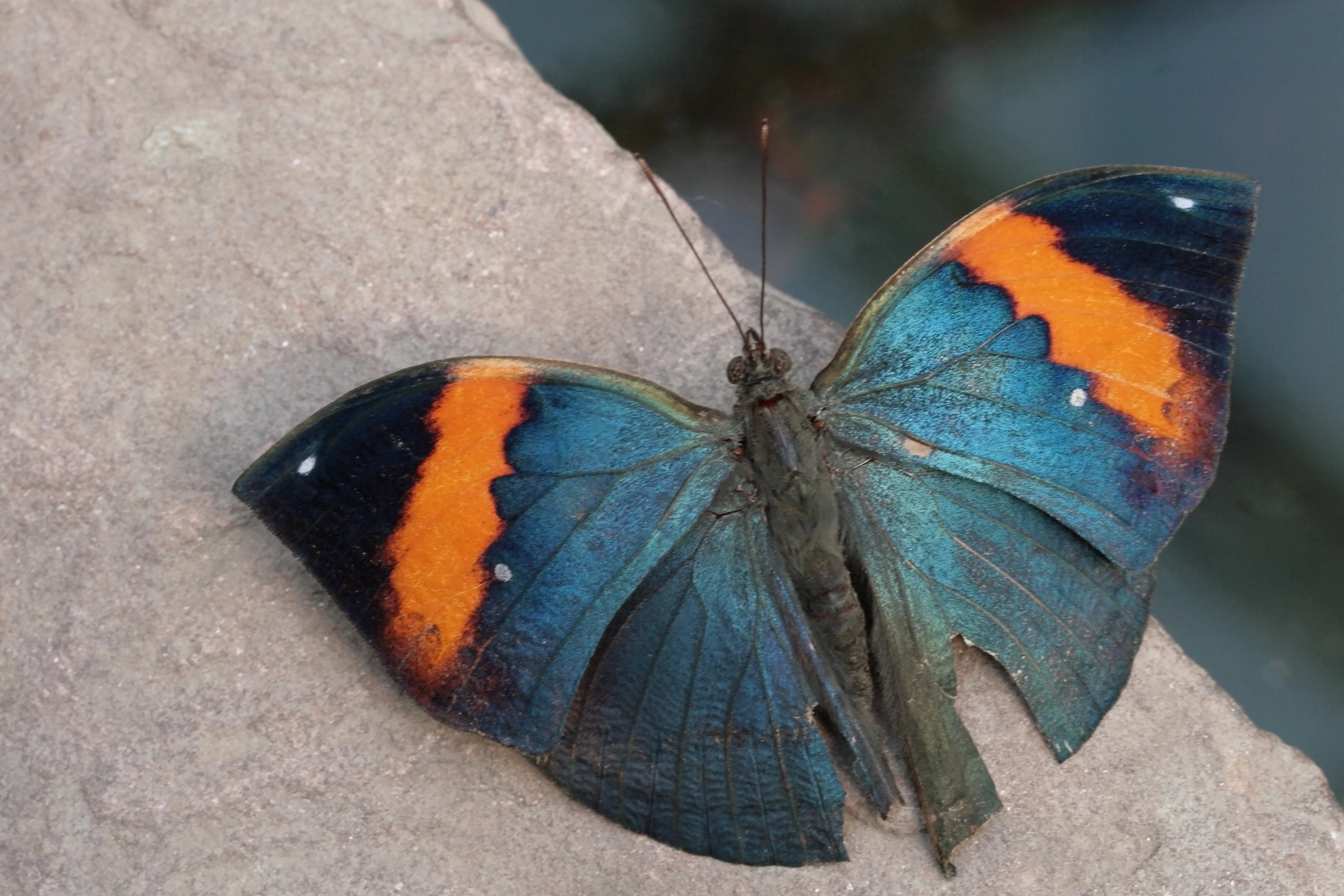 Обои насекомое, фон, бабочка, крылья, insect, background, butterfly, wings разрешение 3110x2073 Загрузить