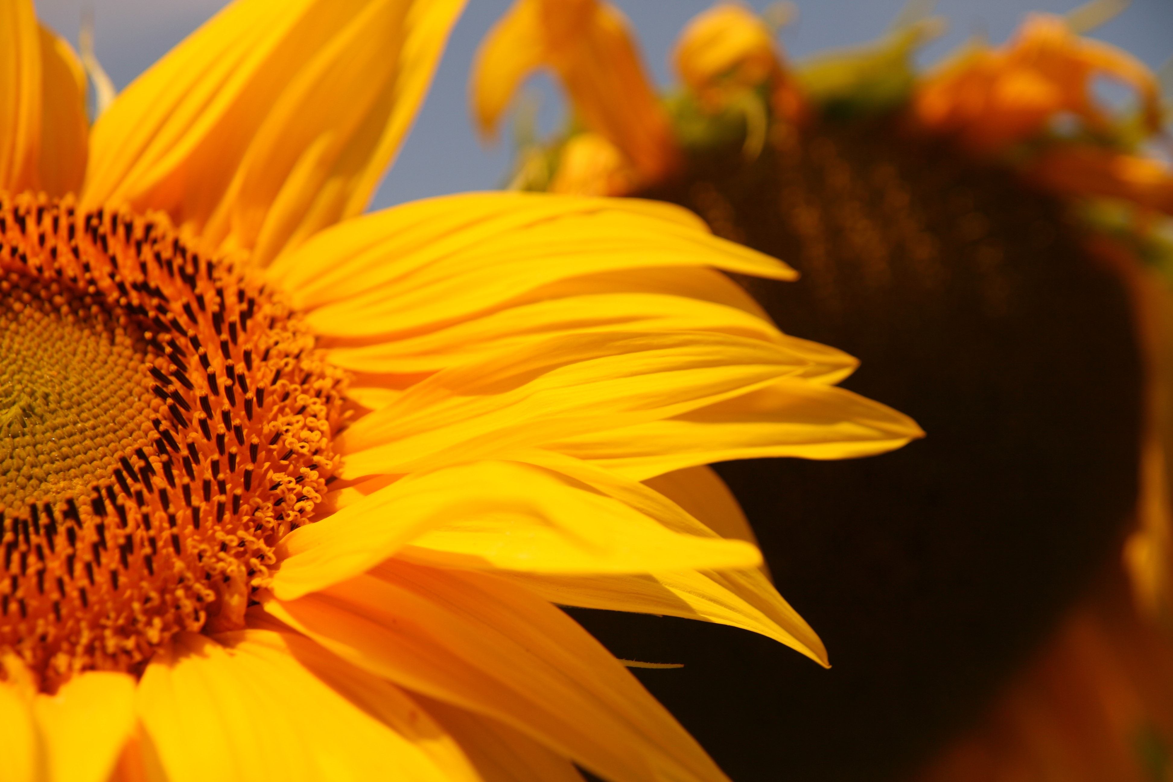 Обои желтый, цветок, лепестки, подсолнух, крупным планом, yellow, flower, petals, sunflower, closeup разрешение 3888x2592 Загрузить