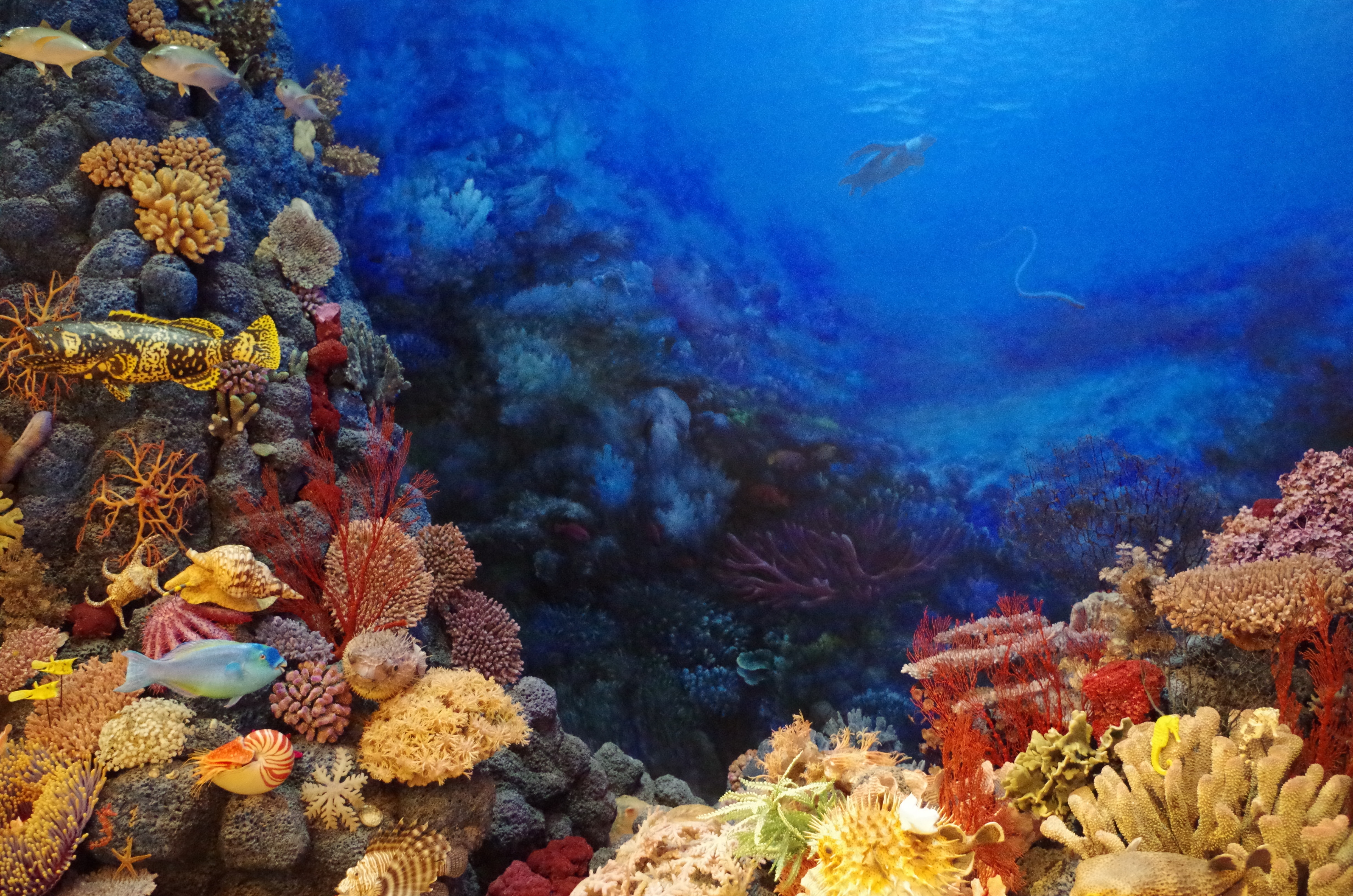 Обои море, рыбки, рыбы, кораллы, подводный мир, тропические рыбы, sea, fish, corals, underwater world, tropical fish разрешение 4928x3264 Загрузить
