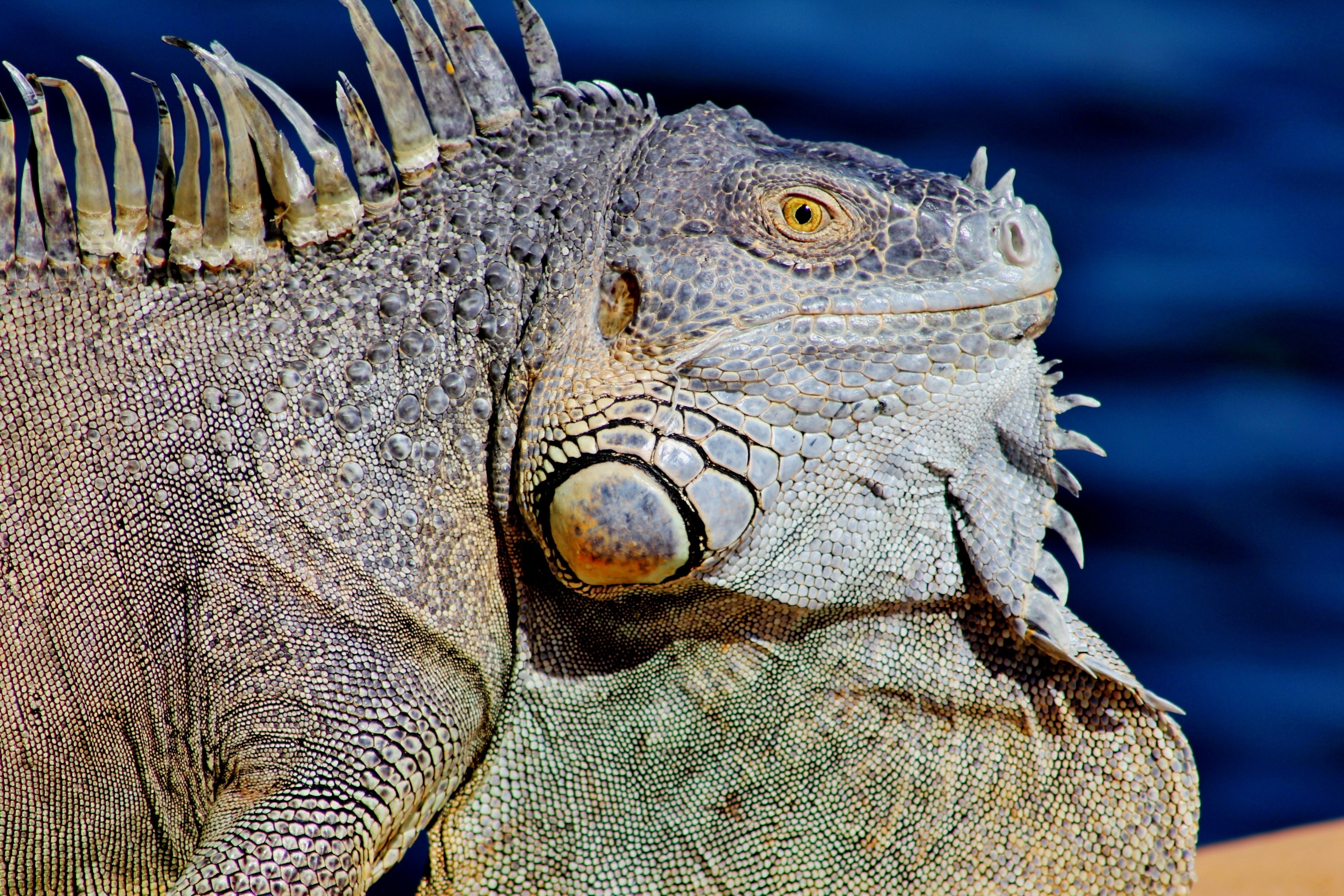 Обои ящерица, профиль, животное, рептилия, игуана, крупным планом, lizard, profile, animal, reptile, iguana, closeup разрешение 3456x2304 Загрузить