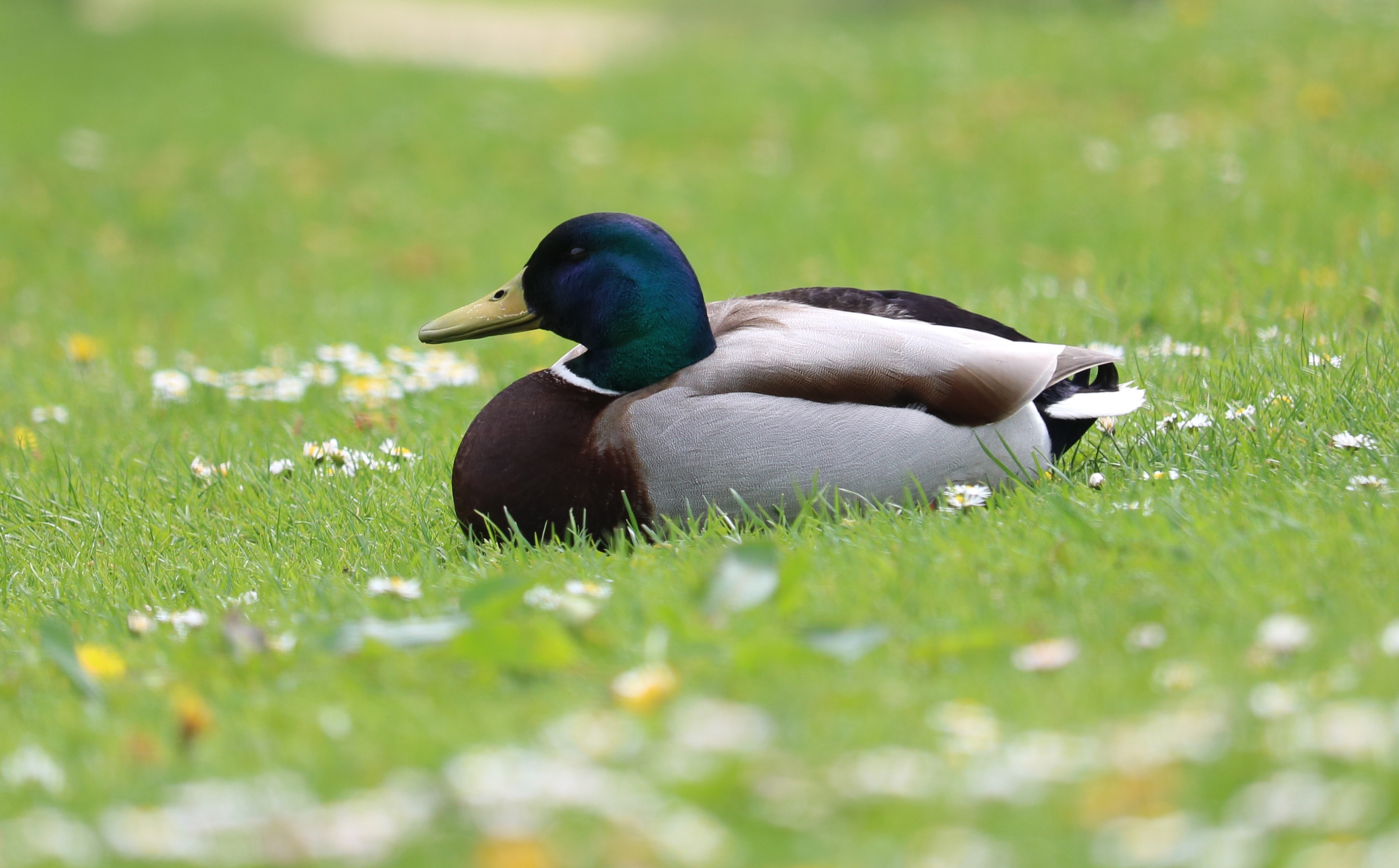 Обои цветы, трава, природа, птица, утка, селезень, flowers, grass, nature, bird, duck, drake разрешение 3499x2172 Загрузить