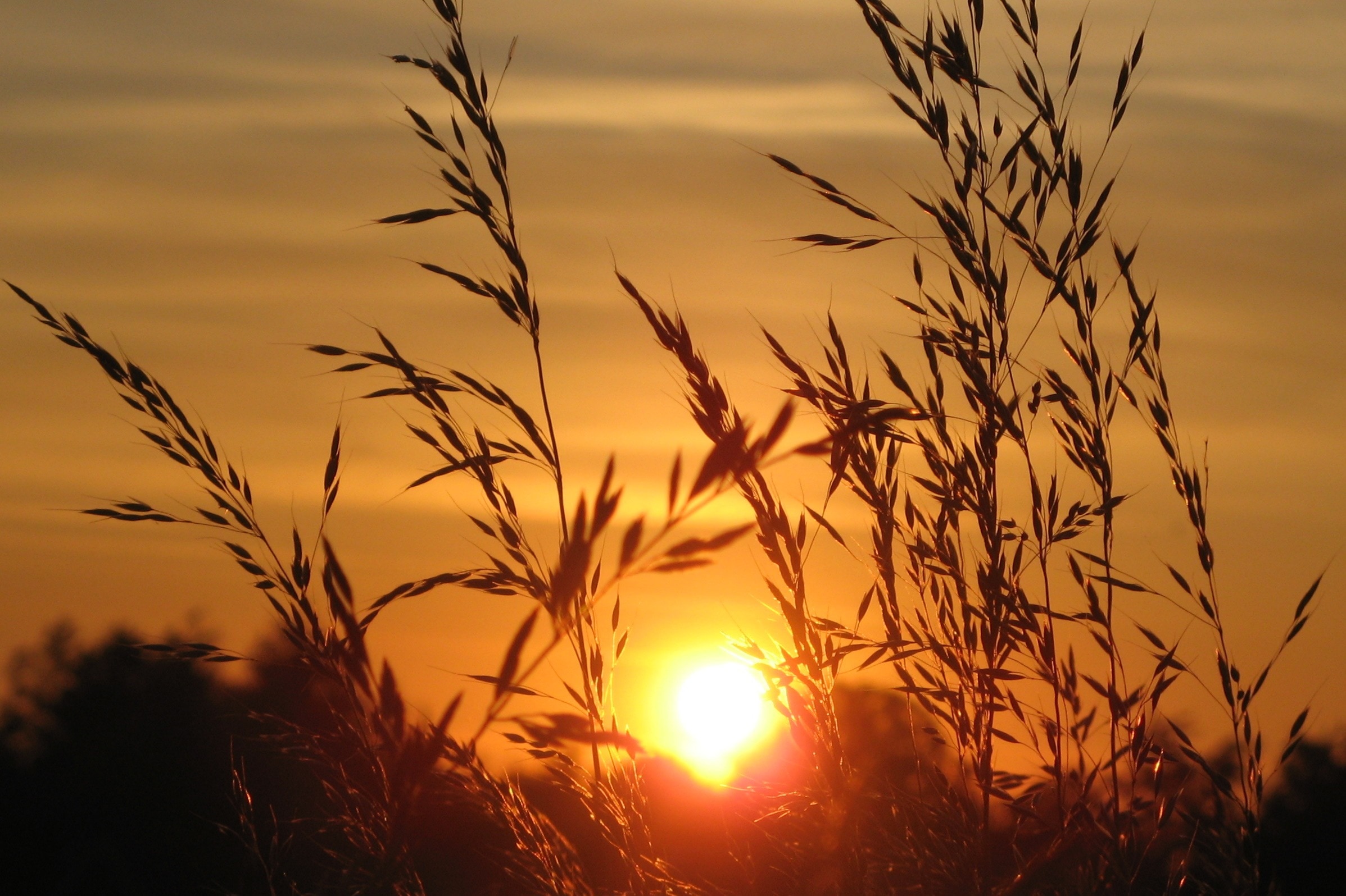 В тишине полей наливаются золотом колосья. Колоски на закате. Колосья на закате. Колосья пшеницы на закате. Пшеничное поле на закате.