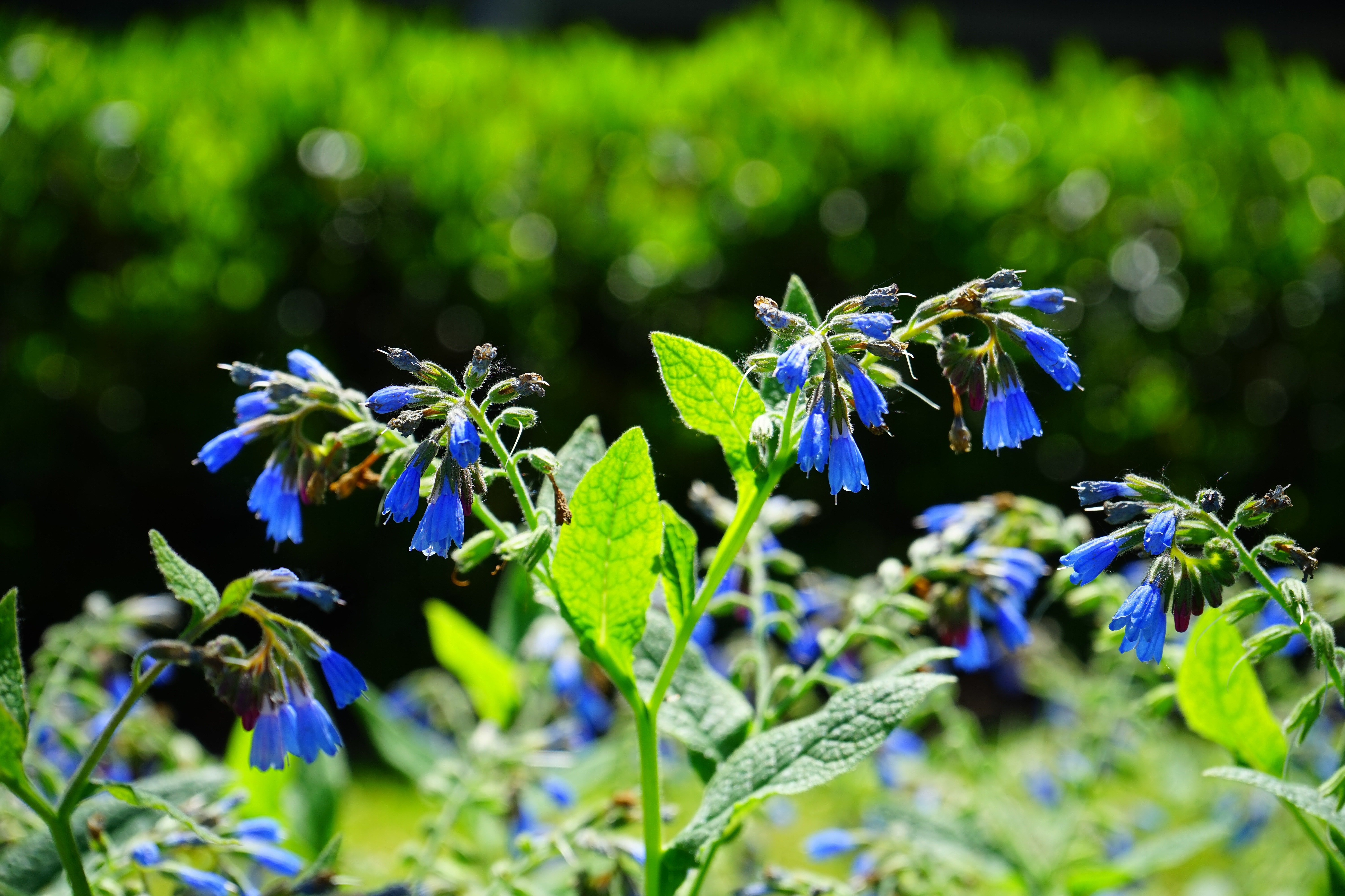 Обои цветы, трава, природа, луг, растение, синие, колокольчики, окопник, flowers, grass, nature, meadow, plant, blue, bells, comfrey разрешение 6000x4000 Загрузить