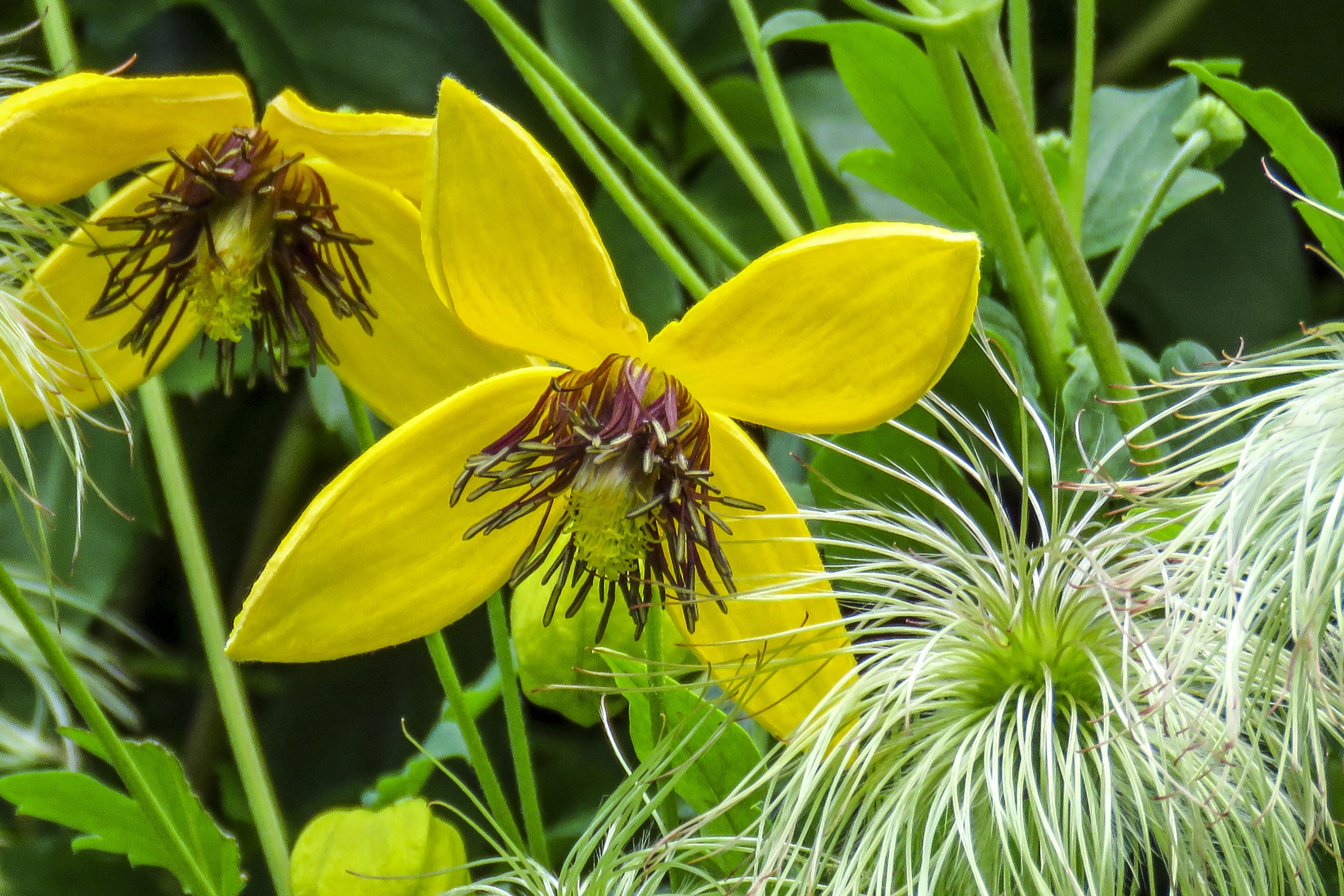 Обои цветы, желтые, крупным планом, клематис, ломонос, flowers, yellow, closeup, clematis разрешение 4608x3072 Загрузить
