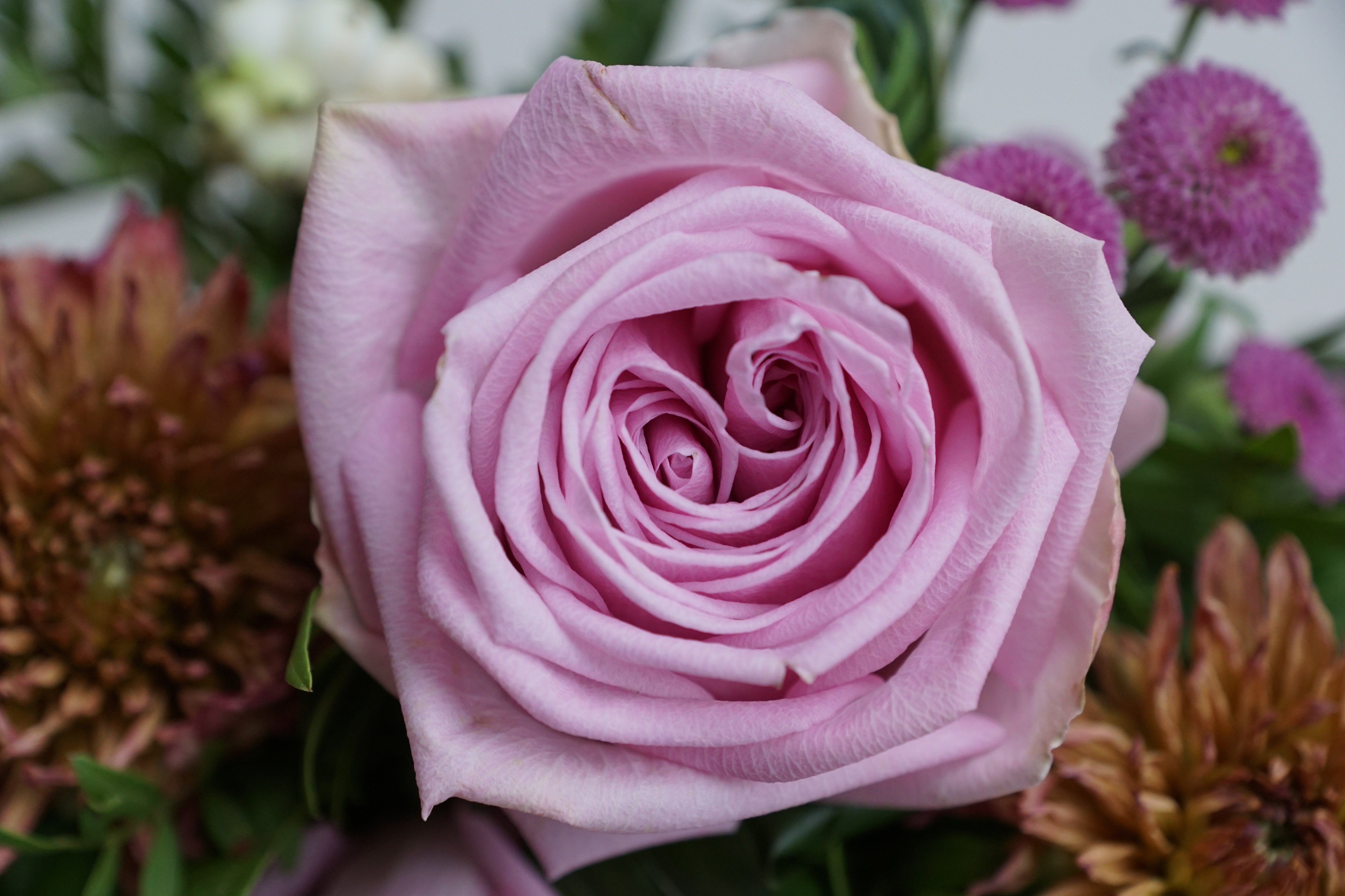 Обои цветок, роза, лепестки, букет, подарок, flower, rose, petals, bouquet, gift разрешение 6000x4000 Загрузить