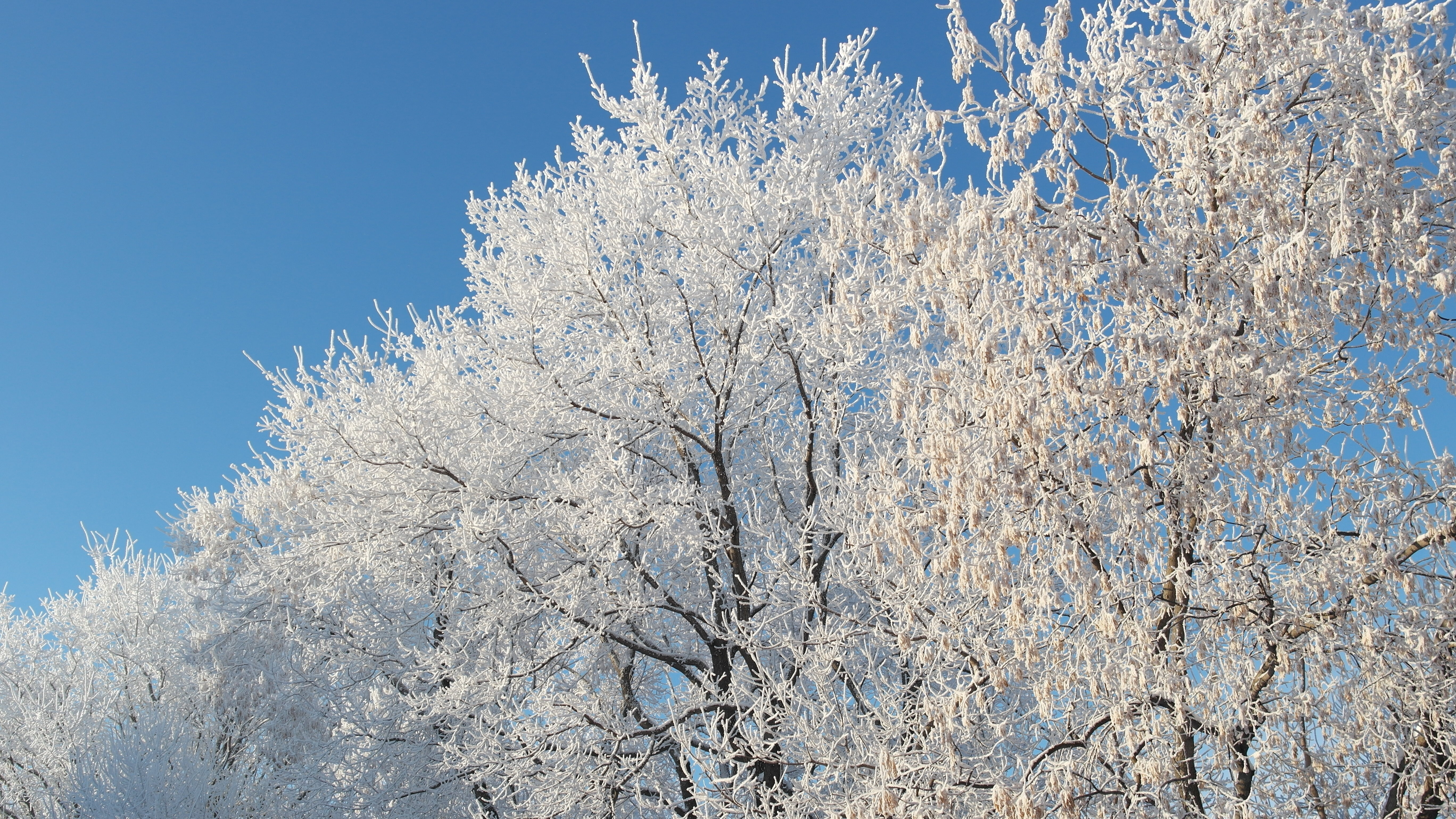 Обои небо, снег, природа, дерево, зима, ветки, мороз, иней, the sky, snow, nature, tree, winter, branches, frost разрешение 5472x3080 Загрузить