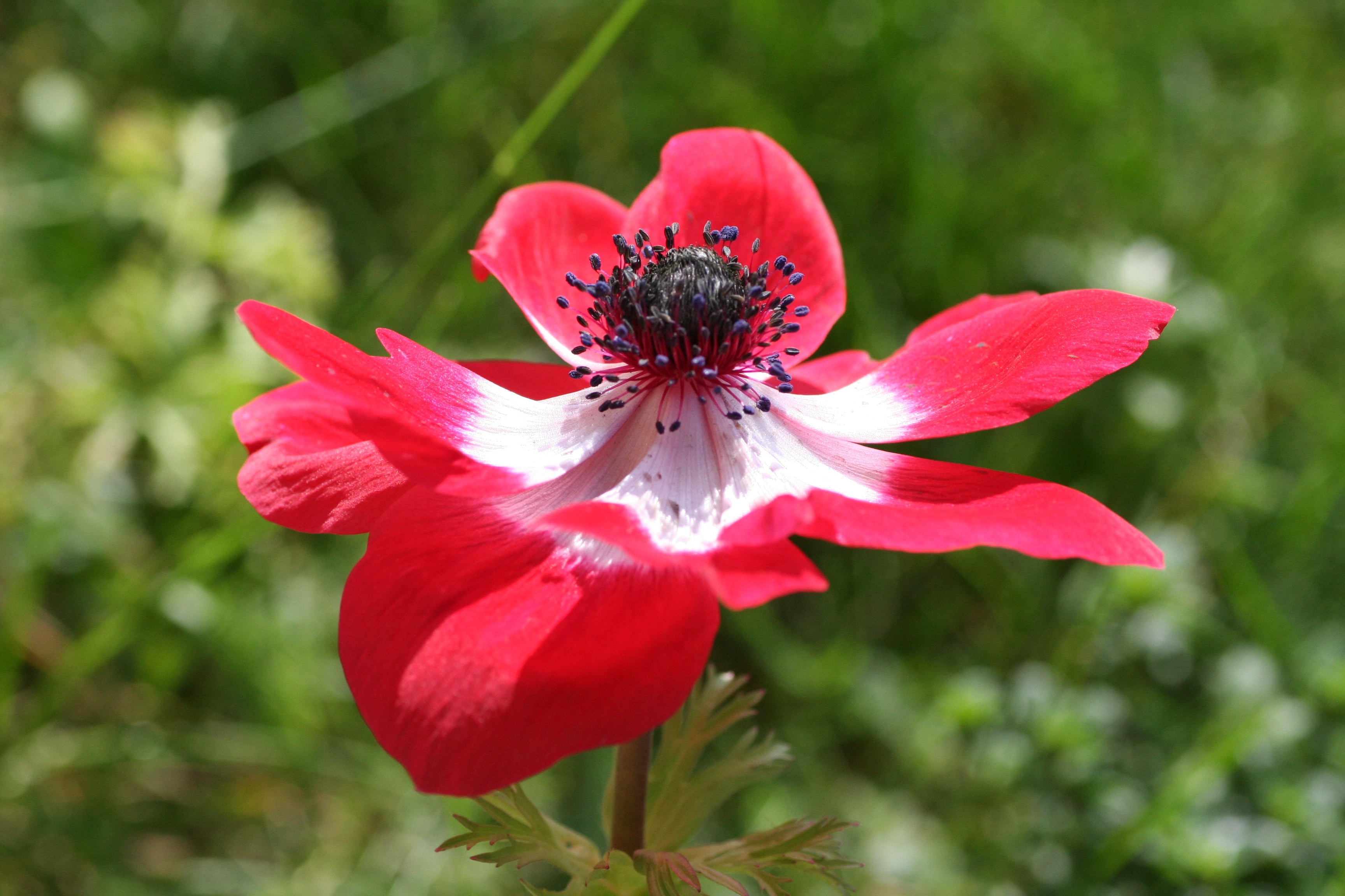 Обои природа, цветок, лепестки, анемон, nature, flower, petals, anemone разрешение 3456x2304 Загрузить