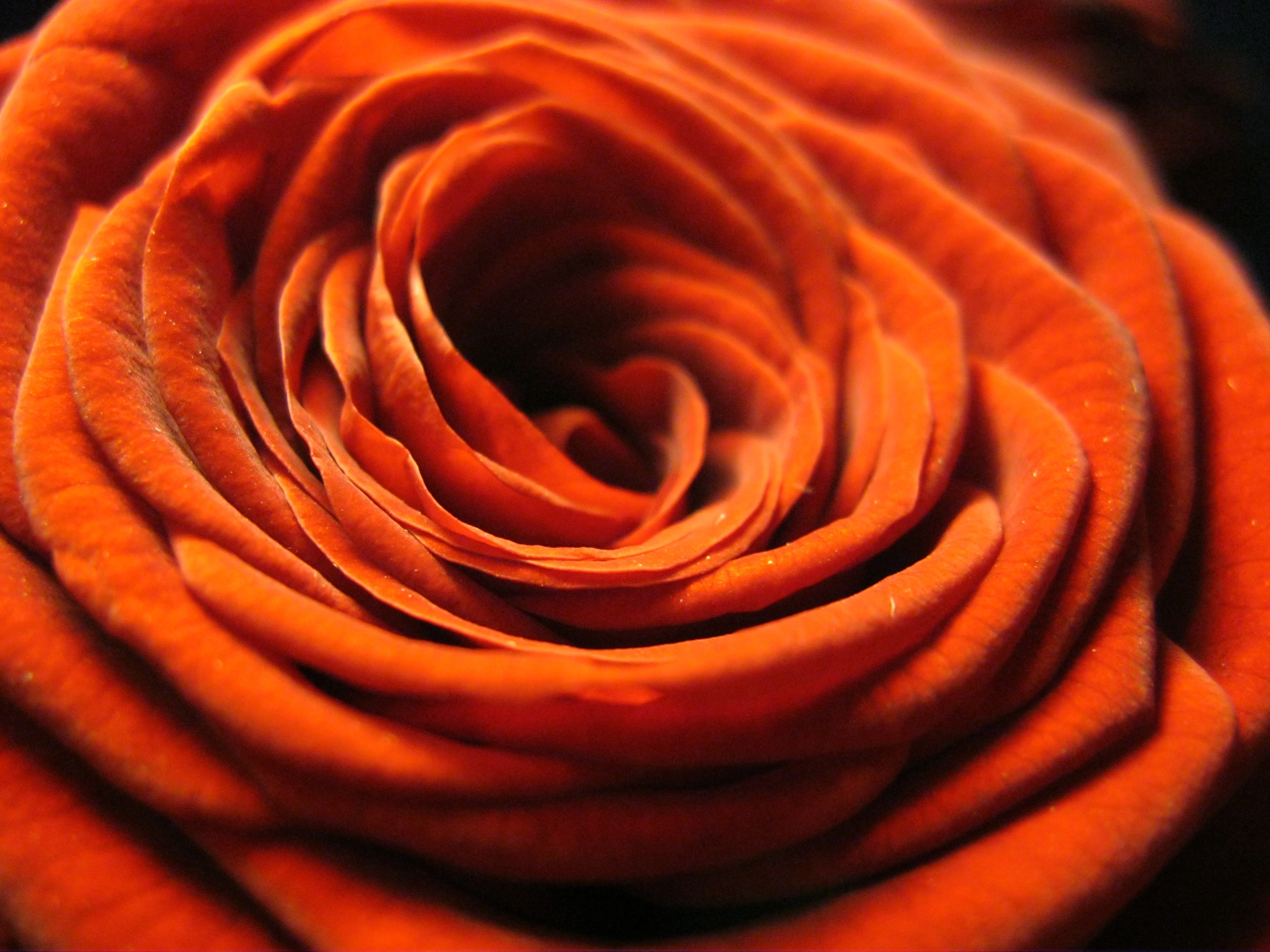 Обои цветок, роза, лепестки, оранжевая, крупным планом, flower, rose, petals, orange, closeup разрешение 3648x2736 Загрузить