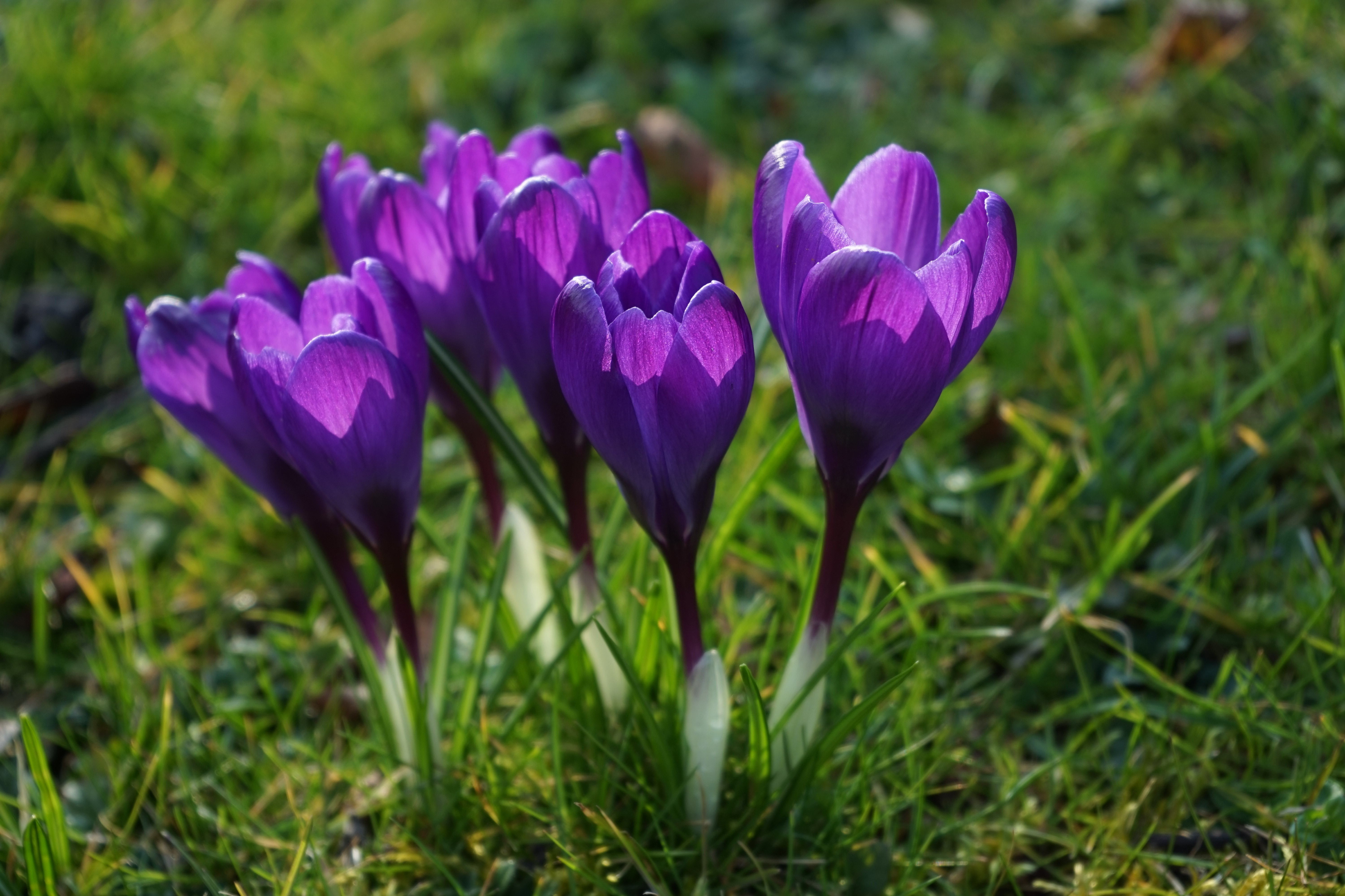 Обои цветы, трава, лепестки, весна, стебли, крокусы, flowers, grass, petals, spring, stems, crocuses разрешение 6000x4000 Загрузить