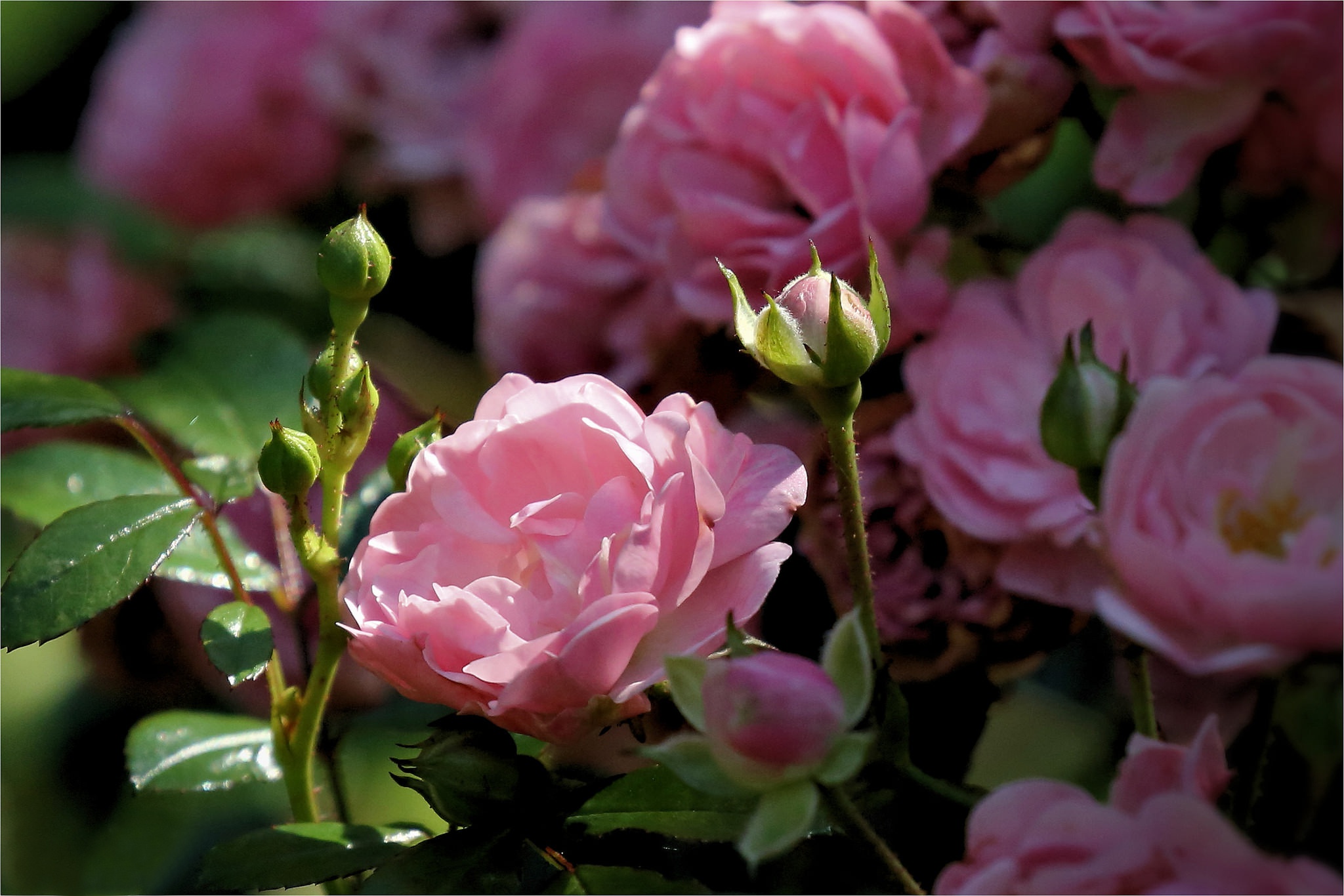 Обои цветы, бутоны, розы, лепестки, розовый куст, flowers, buds, roses, petals, rose bush разрешение 2048x1366 Загрузить