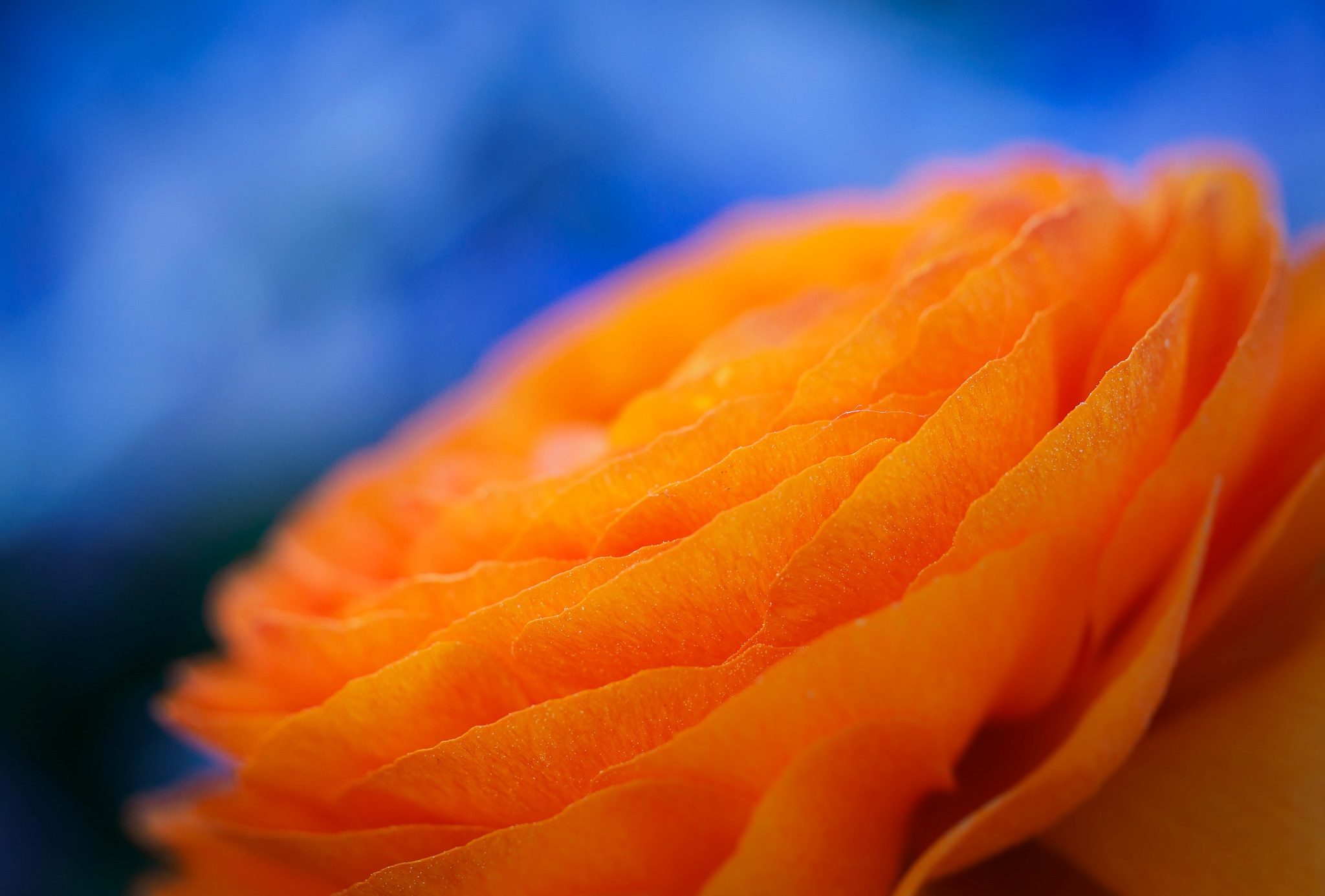 Обои макро, цветок, лепестки, ранункулюс, лютик, macro, flower, petals, ranunculus, buttercup разрешение 2048x1386 Загрузить