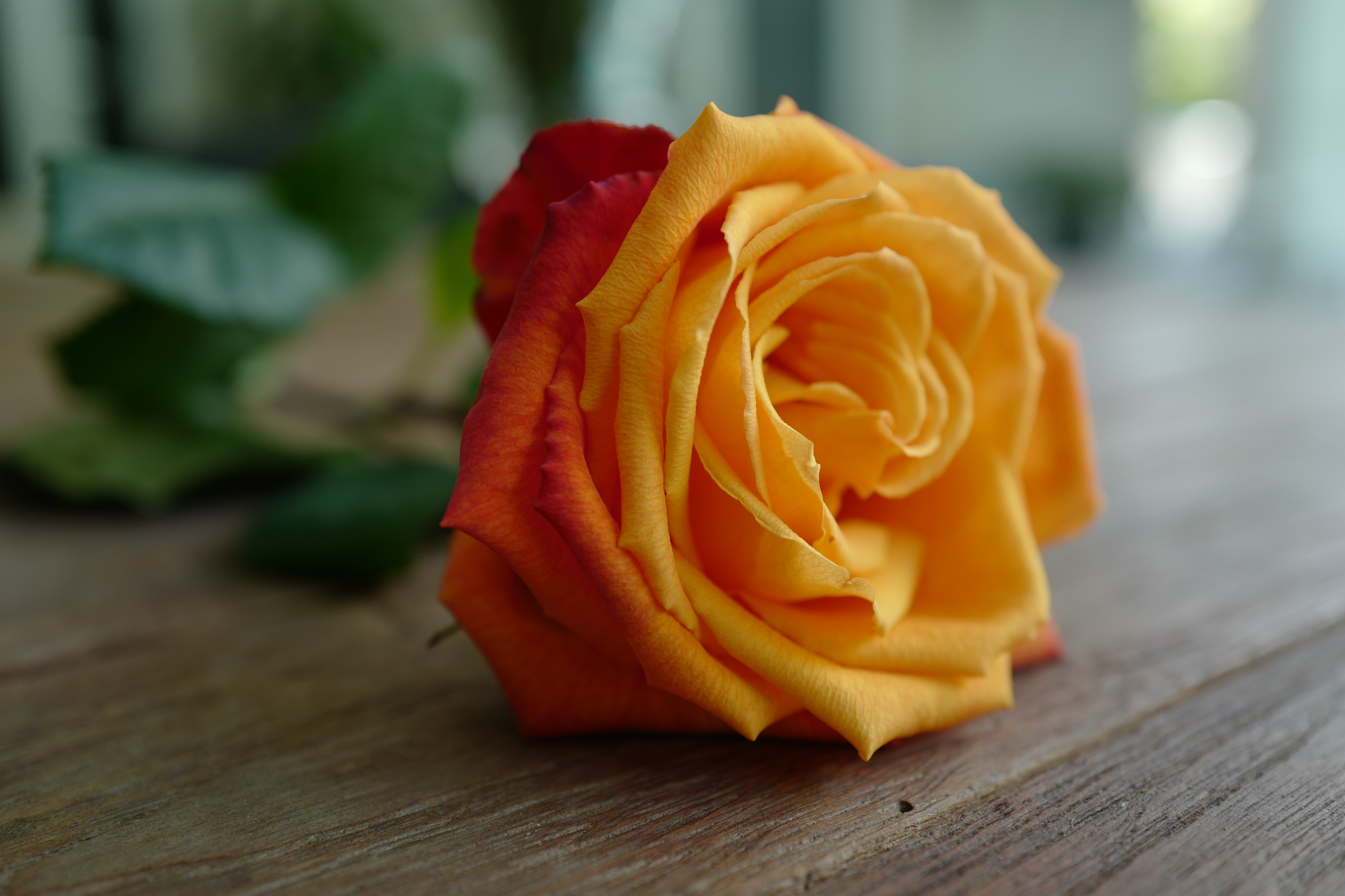 Обои цветок, роза, лепестки, бутон, деревянная поверхность, flower, rose, petals, bud, wooden surface разрешение 4800x3200 Загрузить