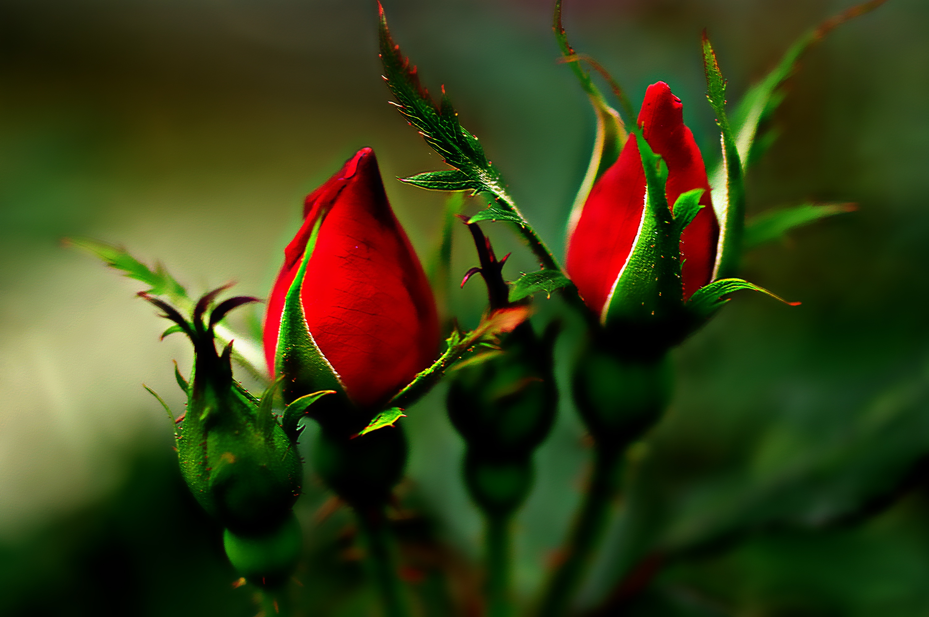 Красные бутоны похожие. Бутон розы. Нераспустившийся бутон розы. Бутон красной розы. Красивый бутон.