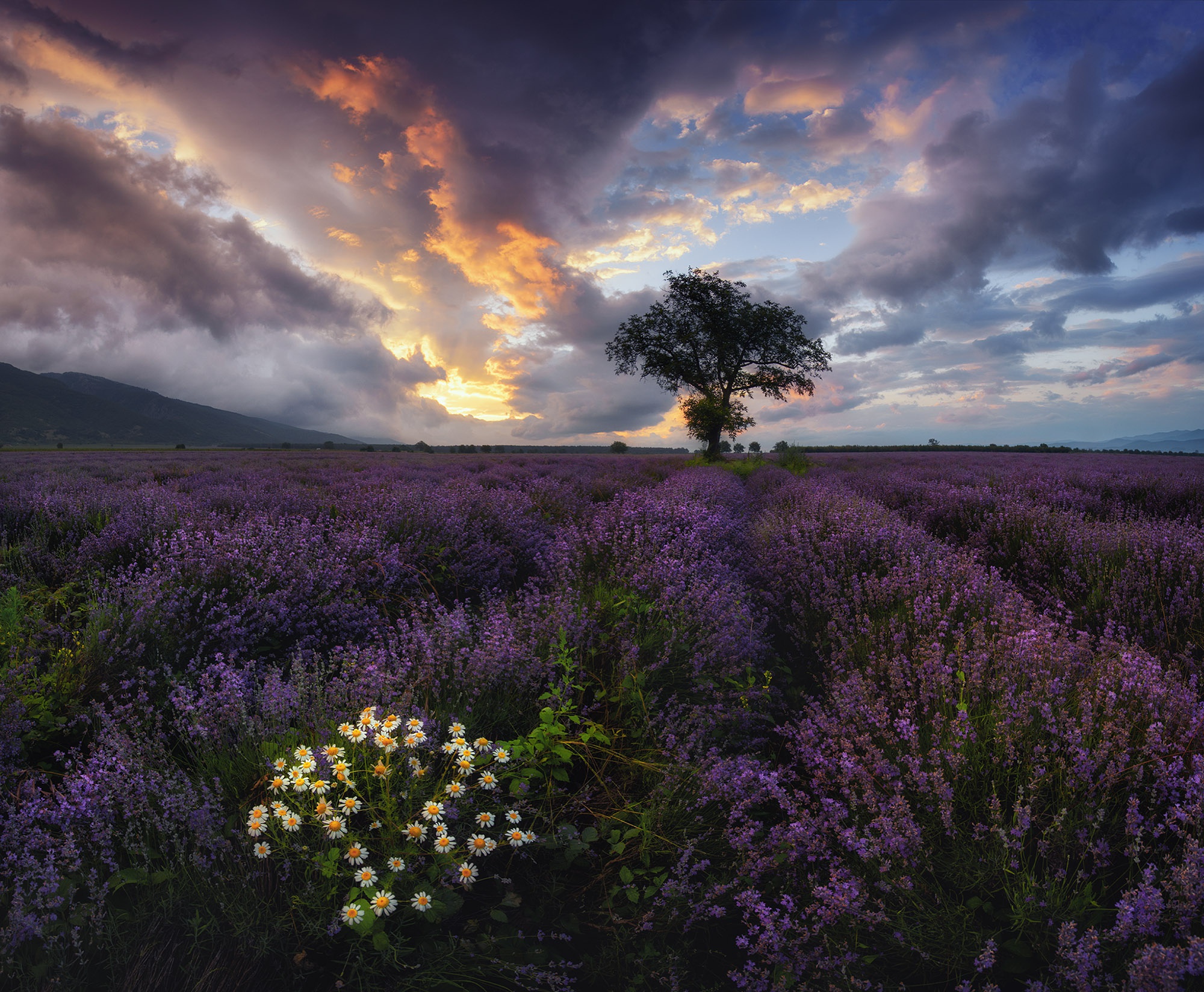 Обои небо, цветы, облака, дерево, поле, лаванда, ромашки, болгария, the sky, flowers, clouds, tree, field, lavender, chamomile, bulgaria разрешение 2000x1648 Загрузить