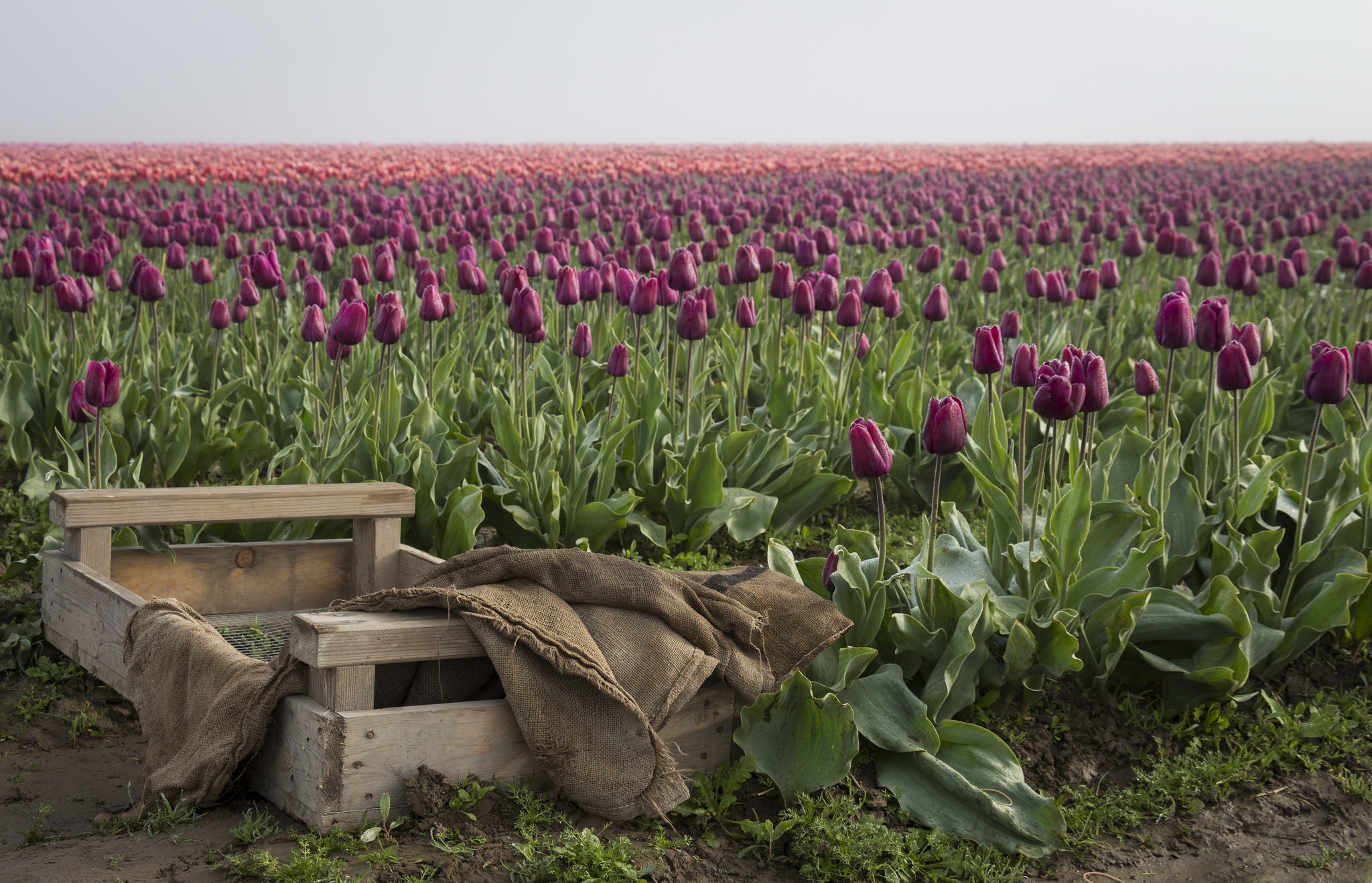 Обои цветы, бутоны, поле, весна, тюльпаны, ящик, плантация, flowers, buds, field, spring, tulips, box, plantation разрешение 2048x1318 Загрузить