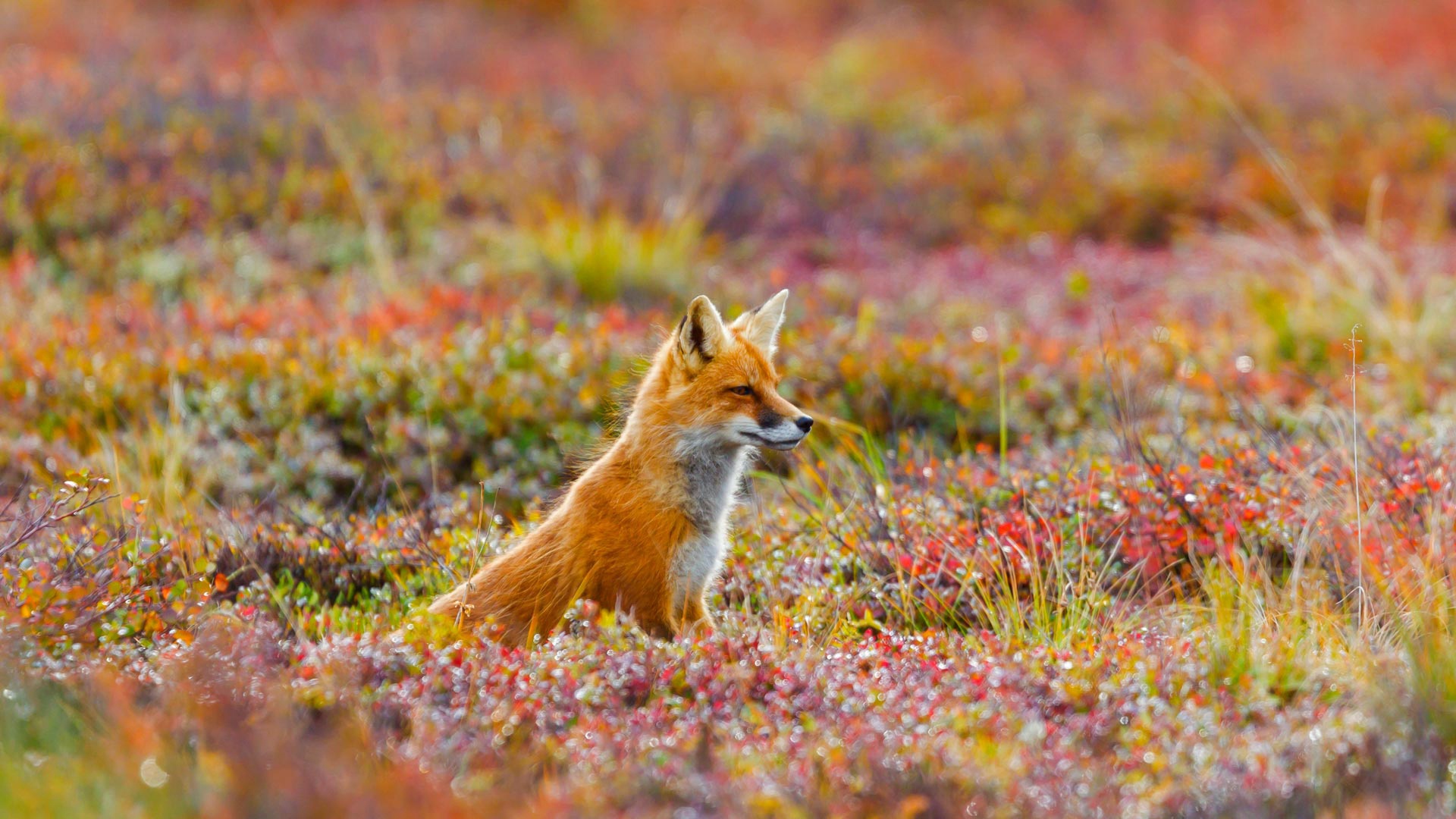 Us fox. Лиса осень. Природа и животные. Картинки на рабочий стол лиса. Обыкновенная лисица.