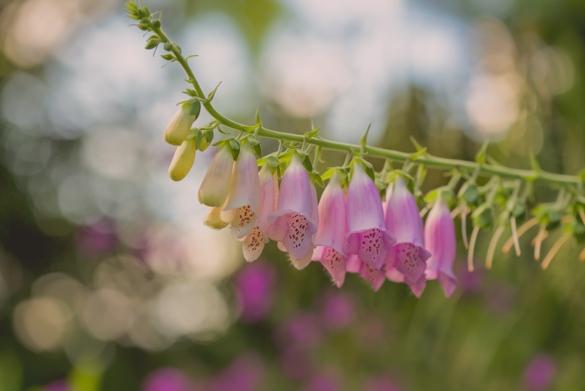 Обои цветы, макро, боке, дигиталис, наперстянка, paula w, flowers, macro, bokeh, digitalis разрешение 2400x1606 Загрузить