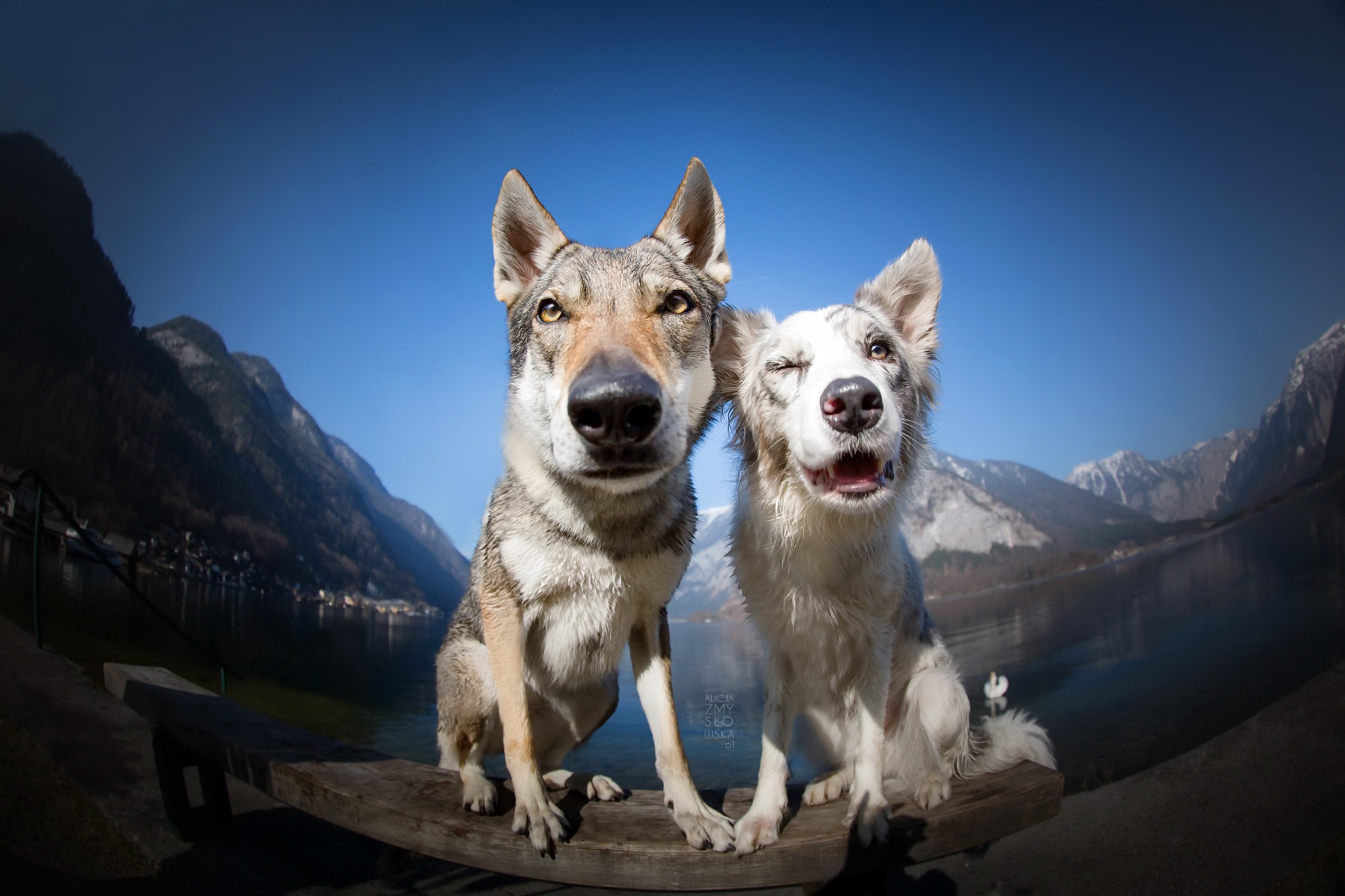 Обои фон, друзья, собаки, background, friends, dogs разрешение 2048x1365 Загрузить