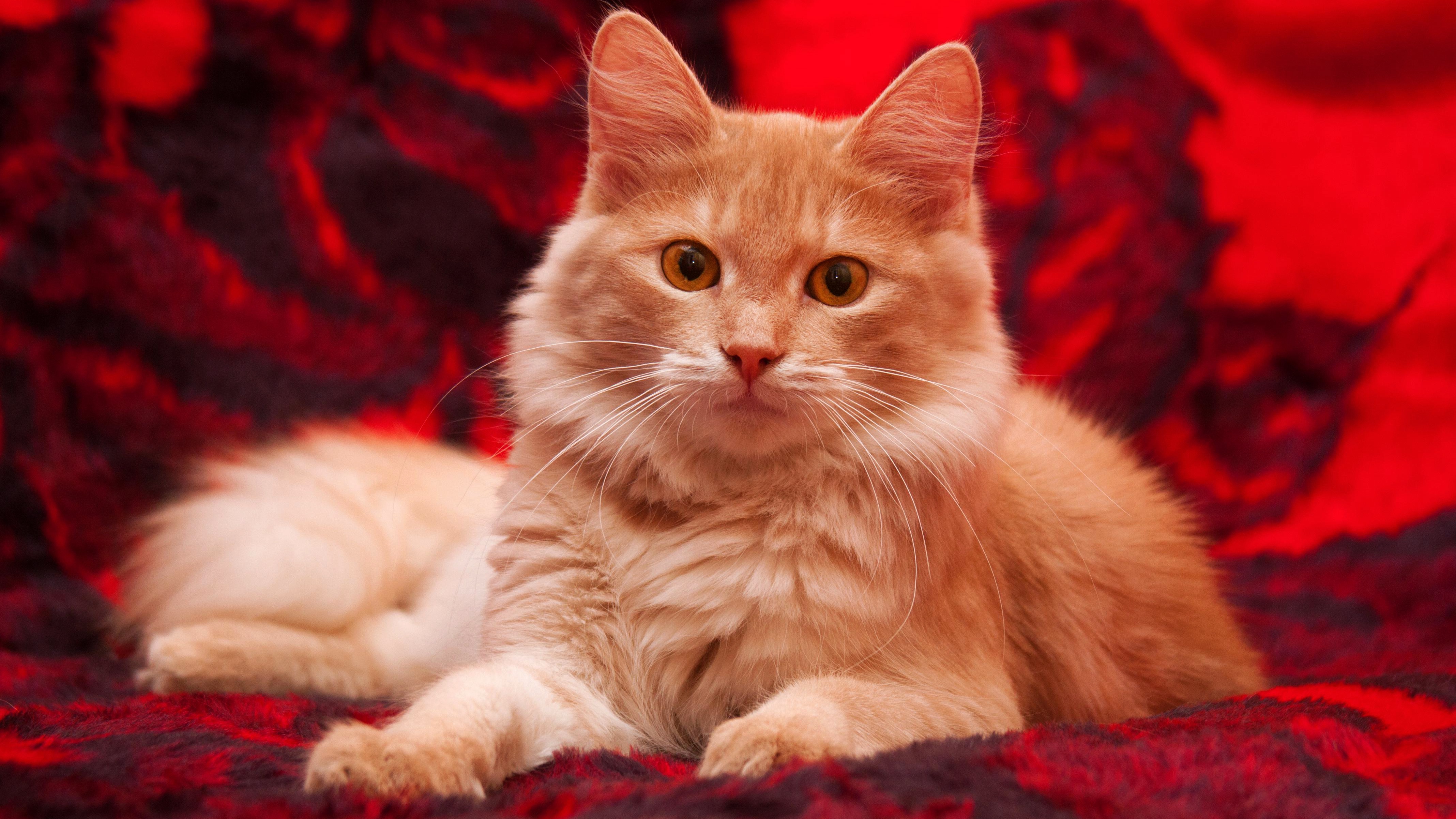 Red cat папа. Сибирская кошка палевая. Мейн кун рыжий. Сибирский Мейн кун. Сибирская кошка красная.
