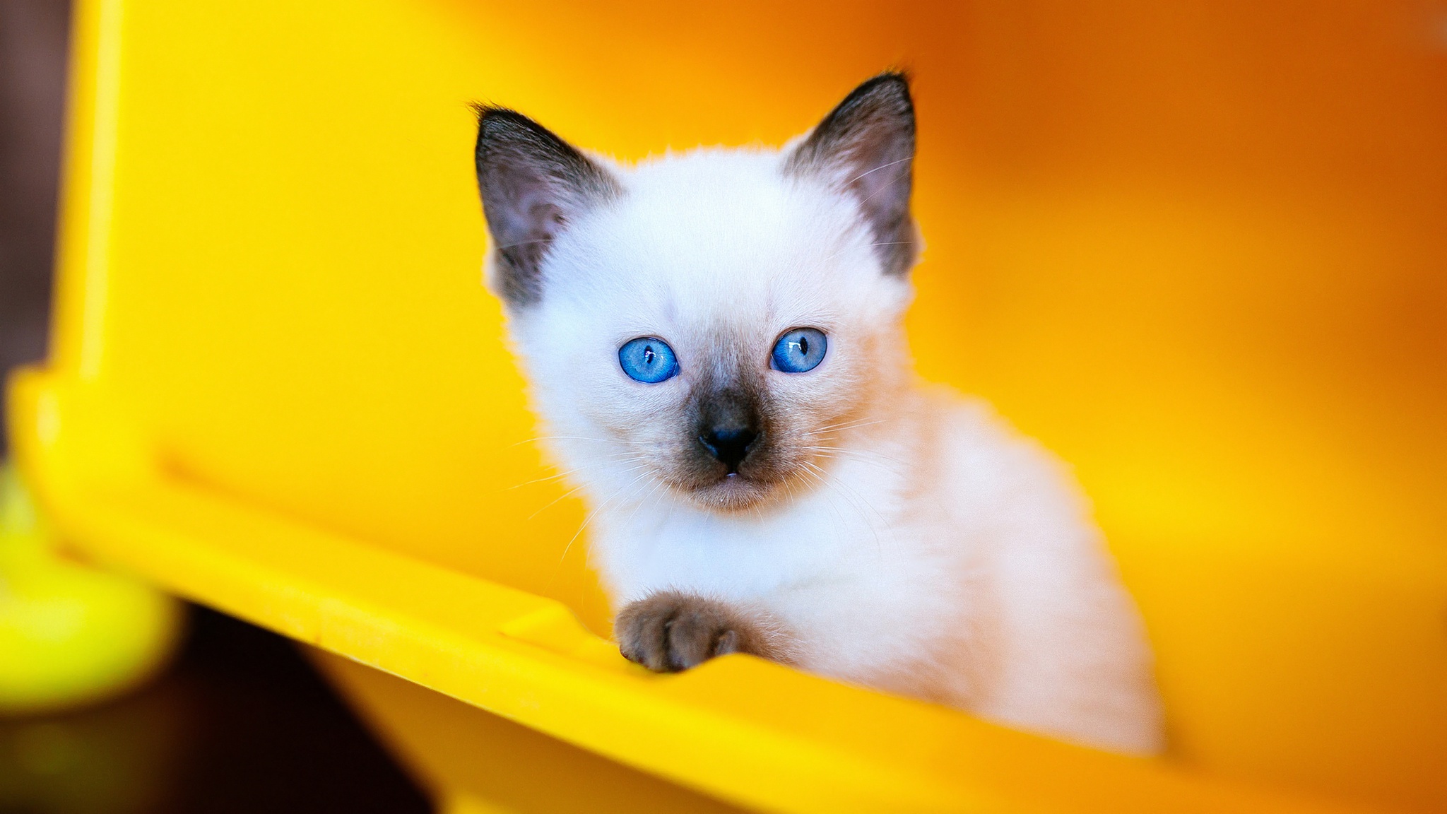 Обои фон, сиамский, портрет, голубоглазый, кошка, контейнер, рэгдолл, взгляд, котенок, мордашка, голубые глаза, пластик, background, siamese, portrait, blue-eyed, container, cat, ragdoll, look, kitty, face, blue eyes, plastic разрешение 2048x1152 Загрузить