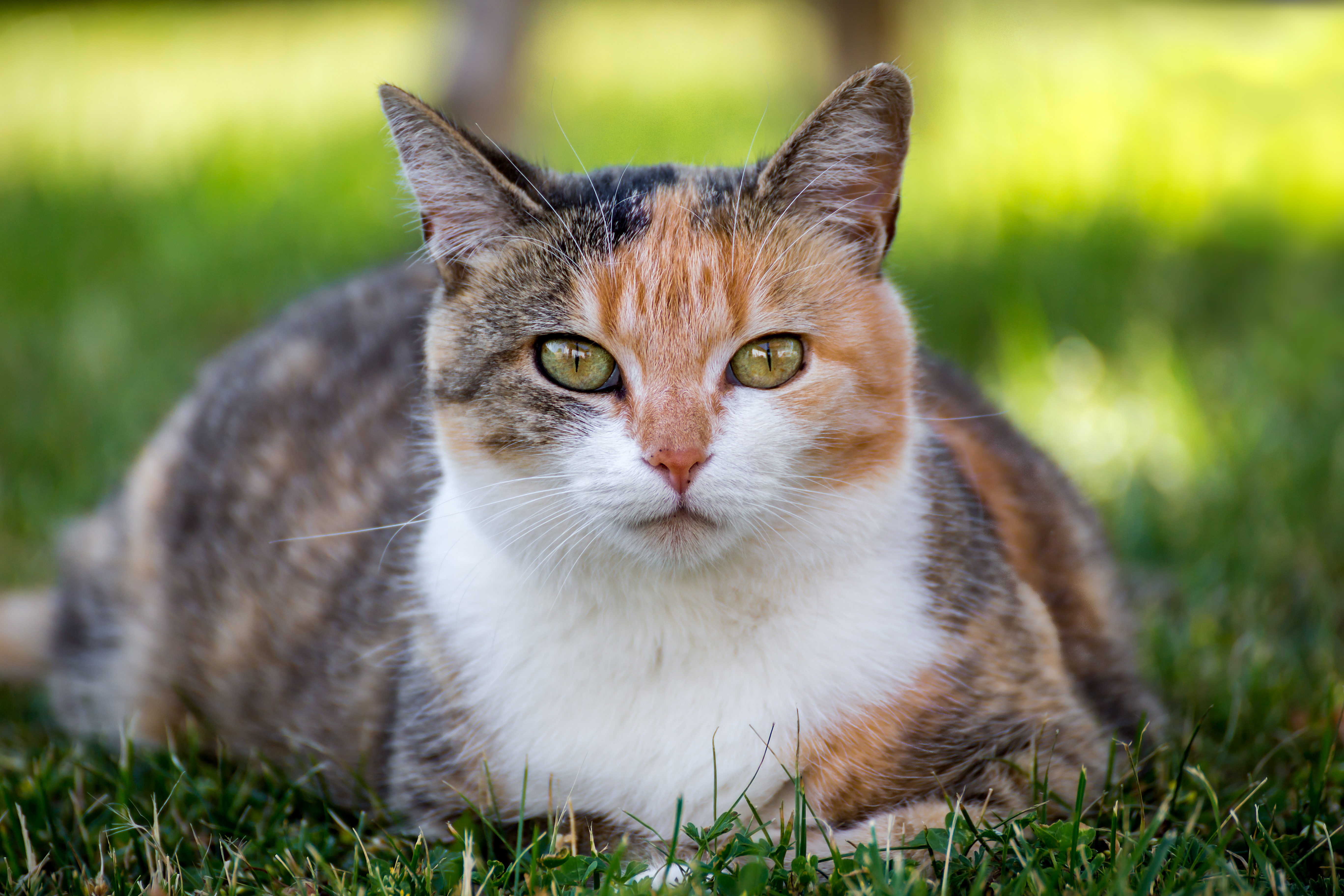 Обои глаза, трава, кот, мордочка, усы, кошка, взгляд, лужайка, eyes, grass, cat, muzzle, mustache, look, lawn разрешение 5472x3648 Загрузить