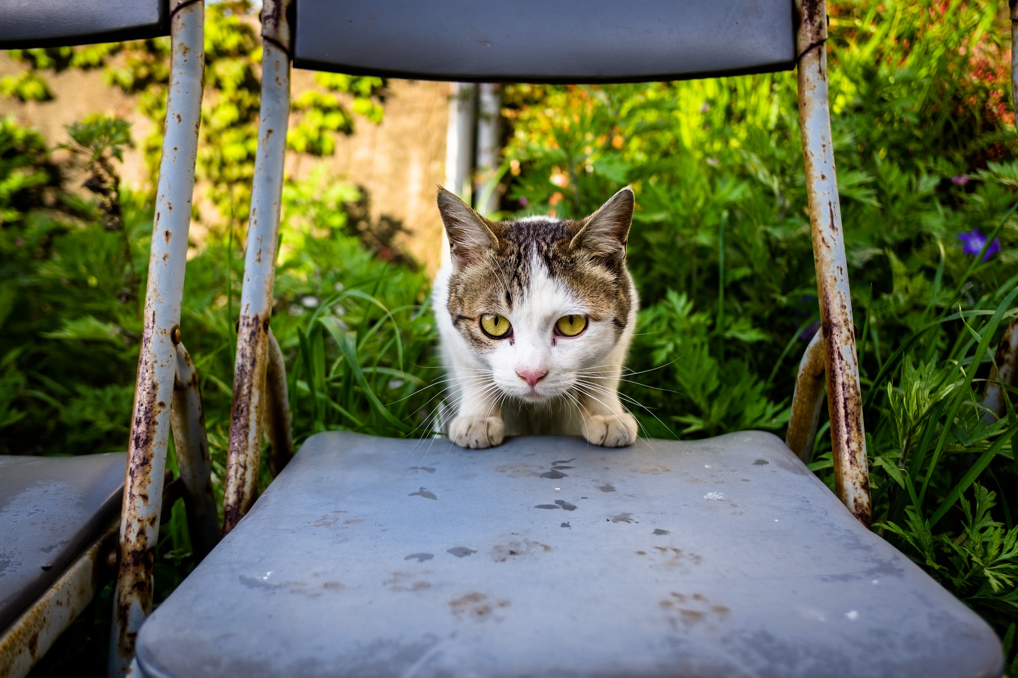 Обои глаза, кот, мордочка, усы, кошка, взгляд, eyes, cat, muzzle, mustache, look разрешение 2048x1365 Загрузить