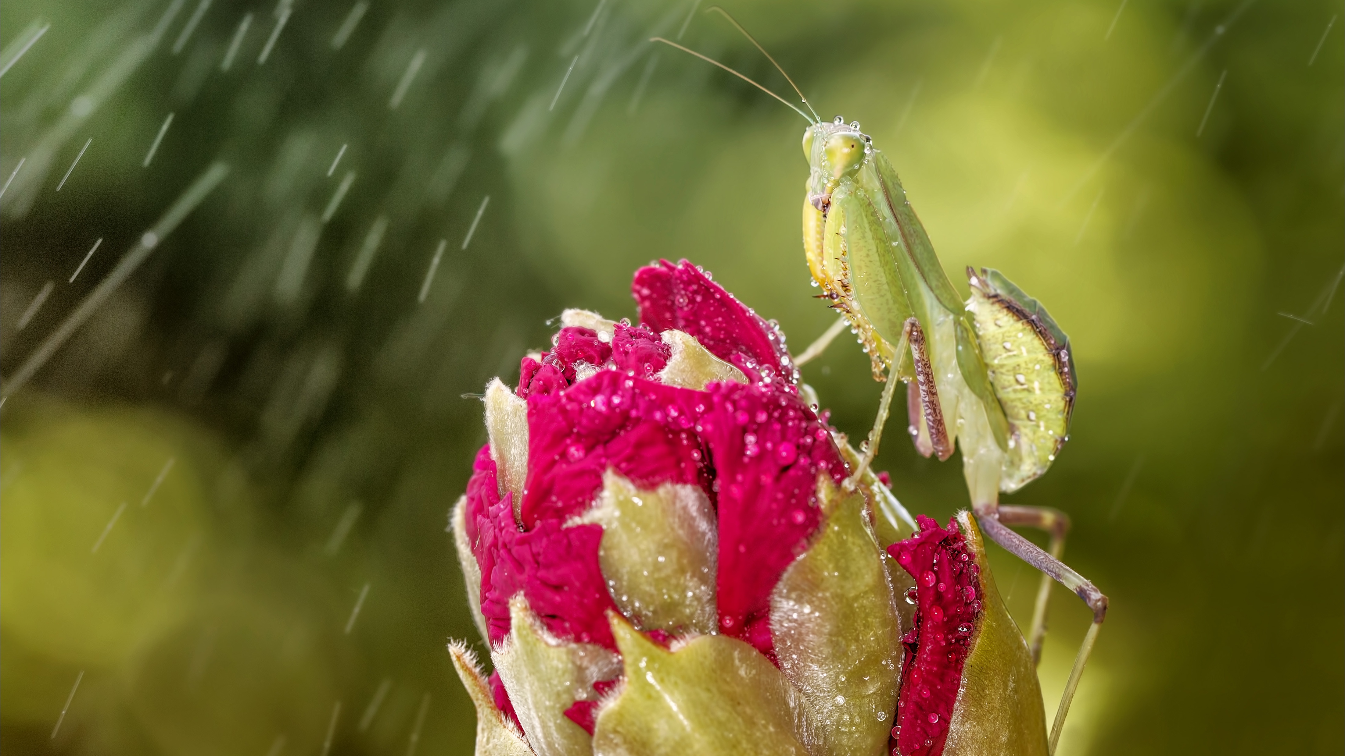 Обои глаза, макро, насекомое, цветок, капли, бутон, дождь, богомол, eyes, macro, insect, flower, drops, bud, rain, mantis разрешение 4410x2481 Загрузить
