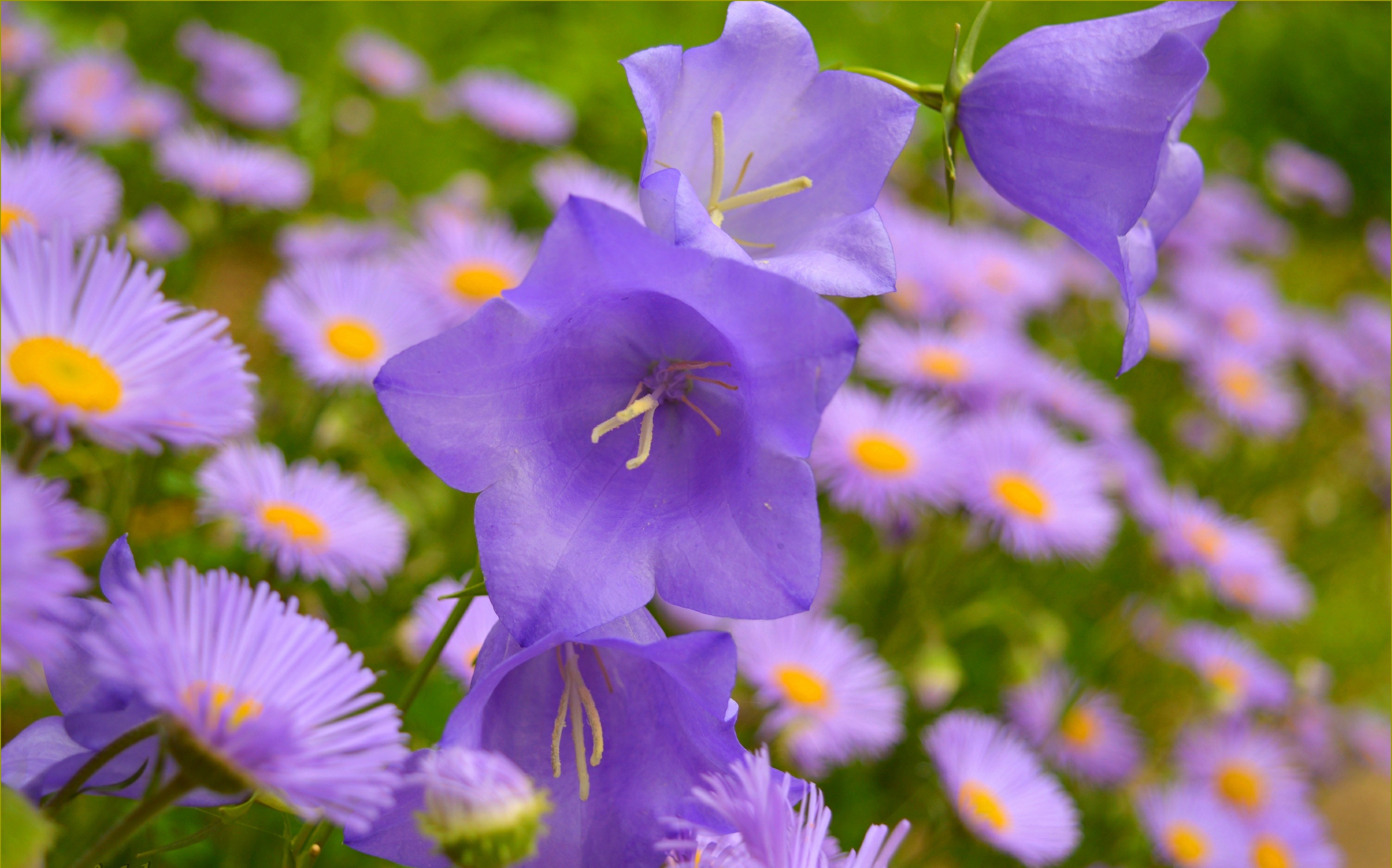 Обои цветы, колокольчики, маргаритки, фиолетовые цветы, flowers, bells, daisy, purple flowers разрешение 3004x1873 Загрузить