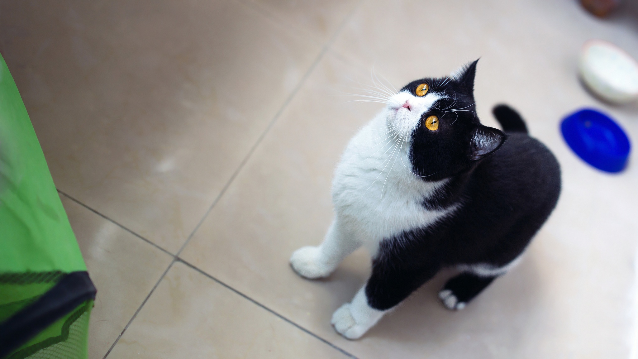 Обои кот, кошка, взгляд, кухня, кафель, миски, желтые глаза, cat, look, kitchen, tile, bowls, yellow eyes разрешение 2048x1152 Загрузить