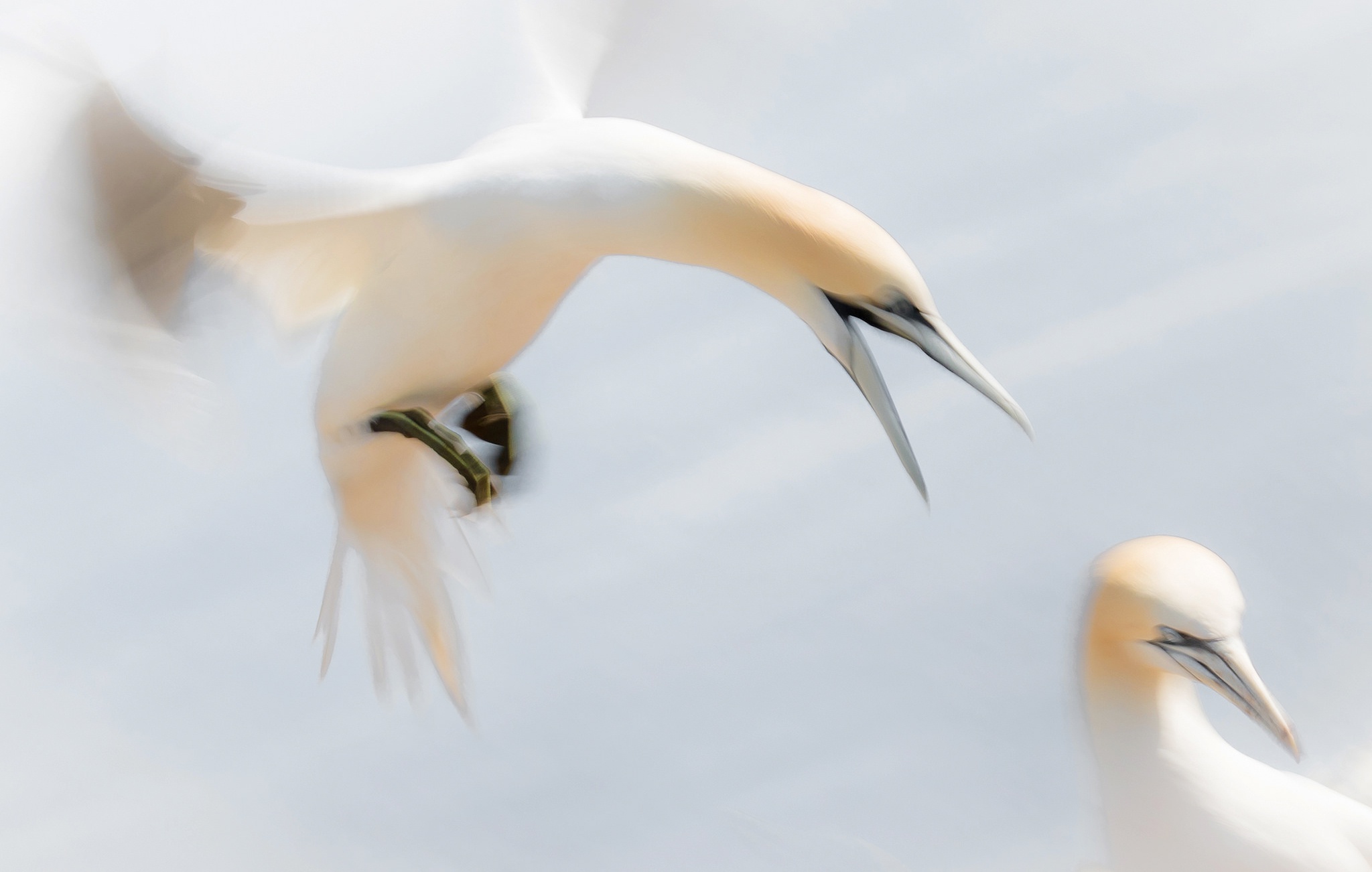 Обои крылья, птицы, птица, клюв, олуша, северная олуша, wings, birds, bird, beak, gannet, the northern gannet разрешение 2048x1302 Загрузить